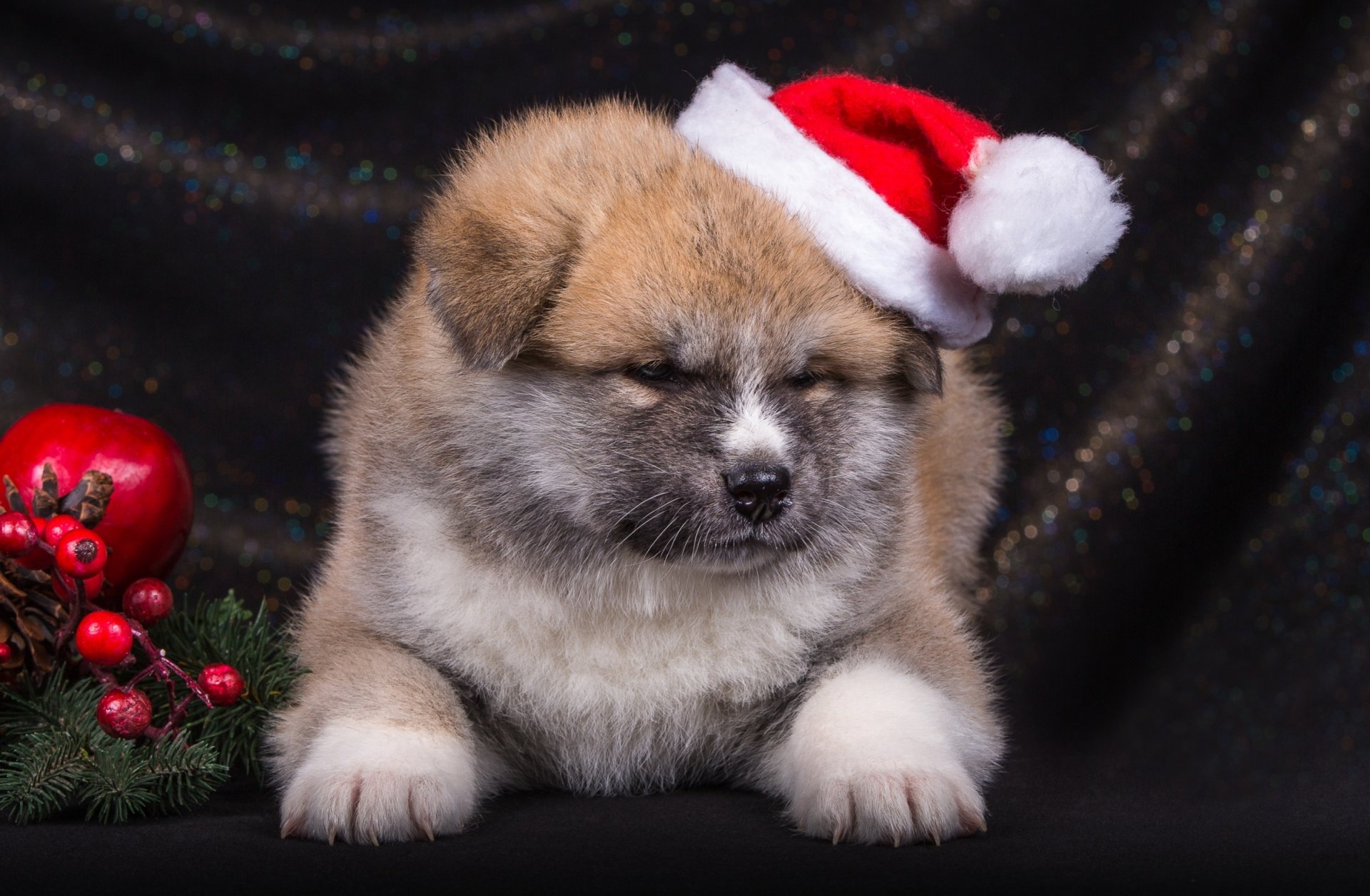 akita japonés sombrero cachorro