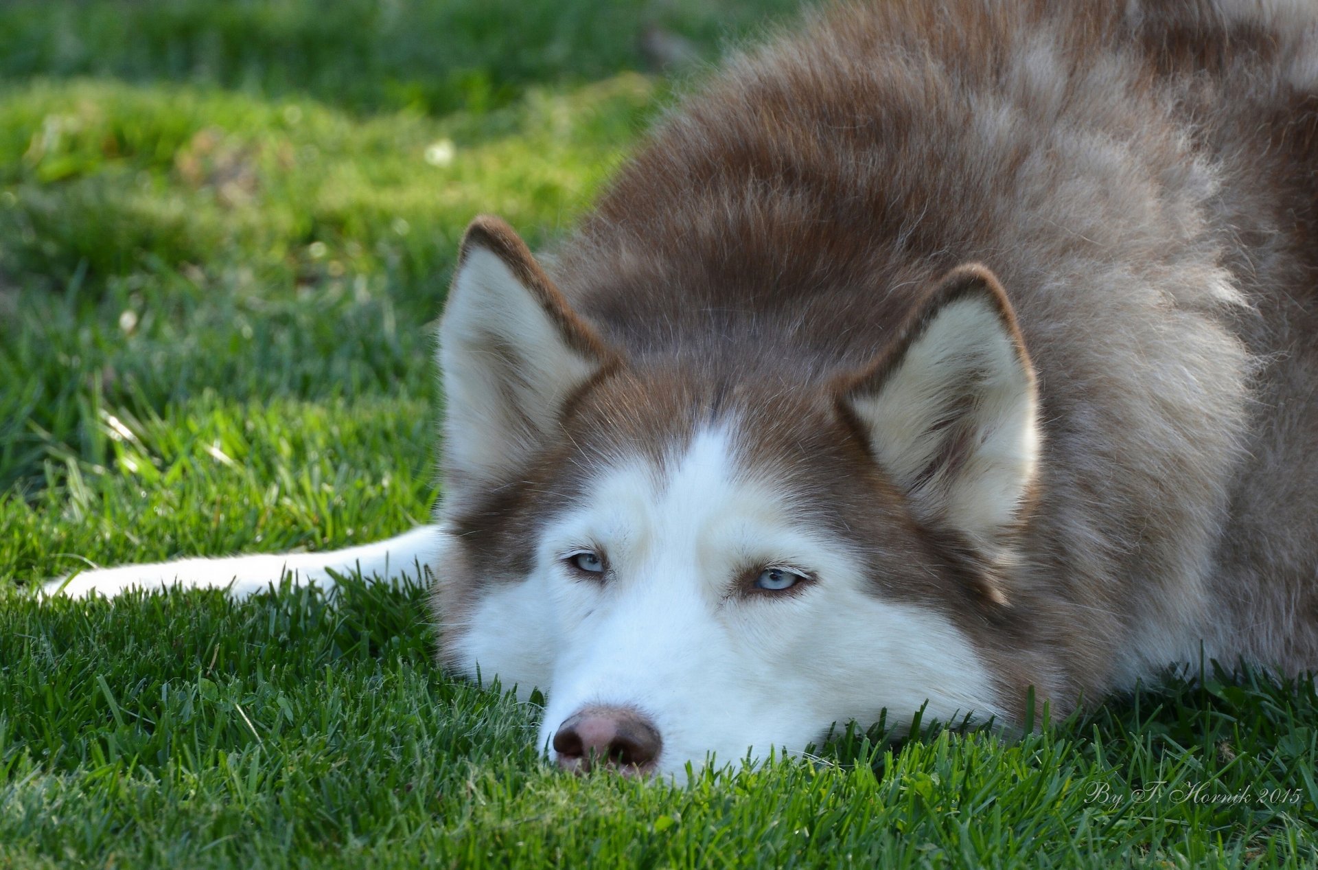 hund husky schnauze ohren