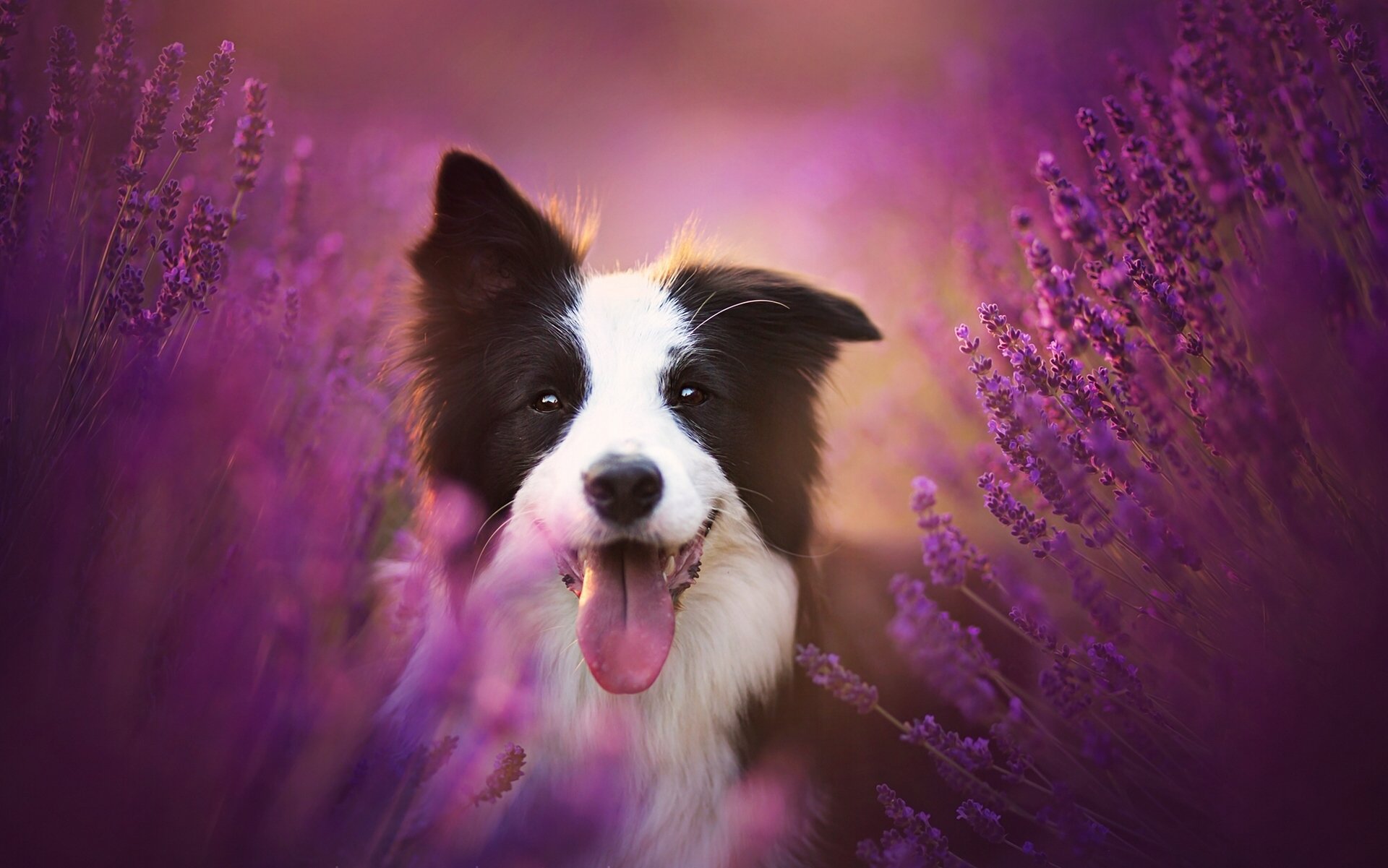 border collie cane lingua gioia umore lavanda fiori