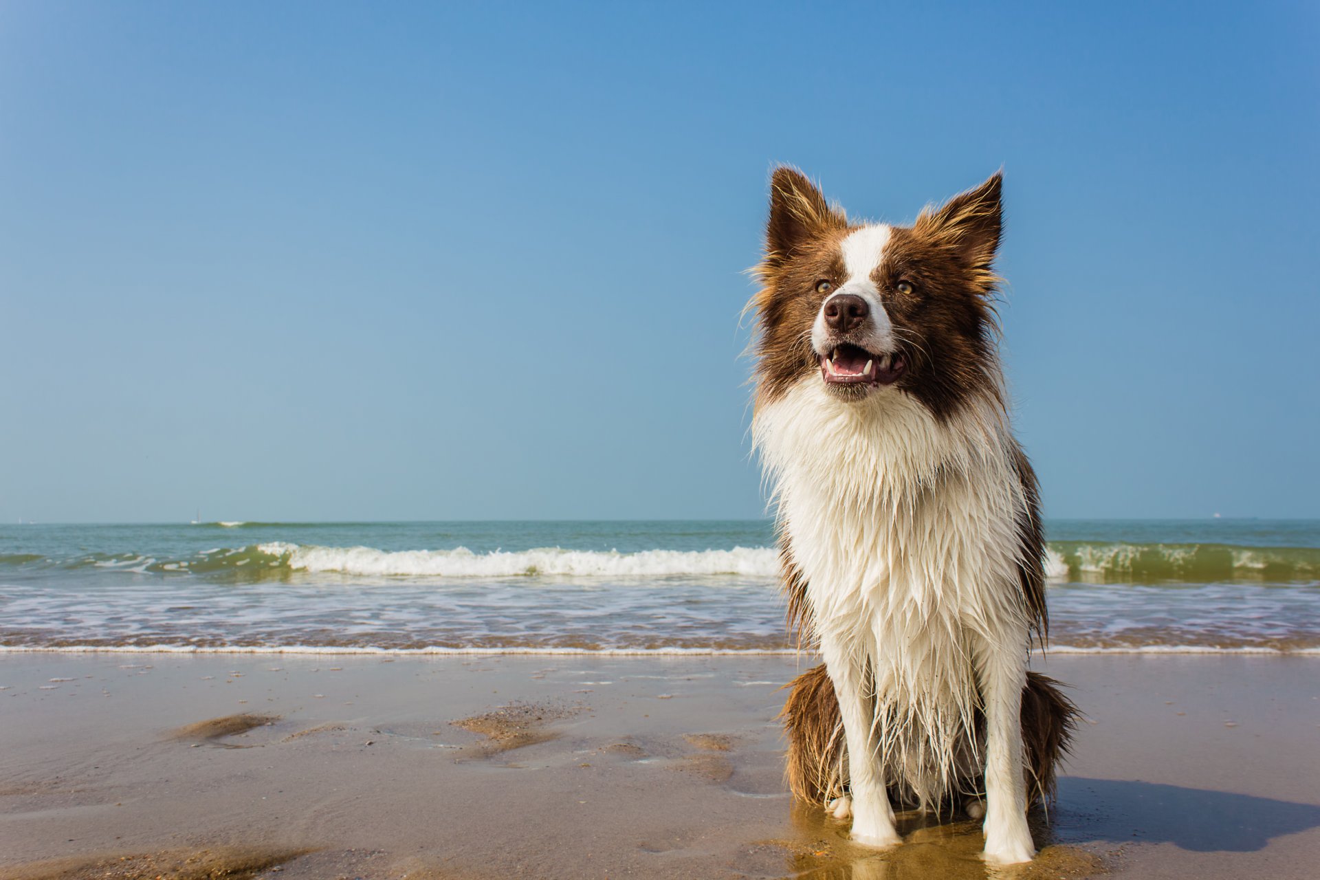 hund strand wellen horizont nass meer weißer kragen