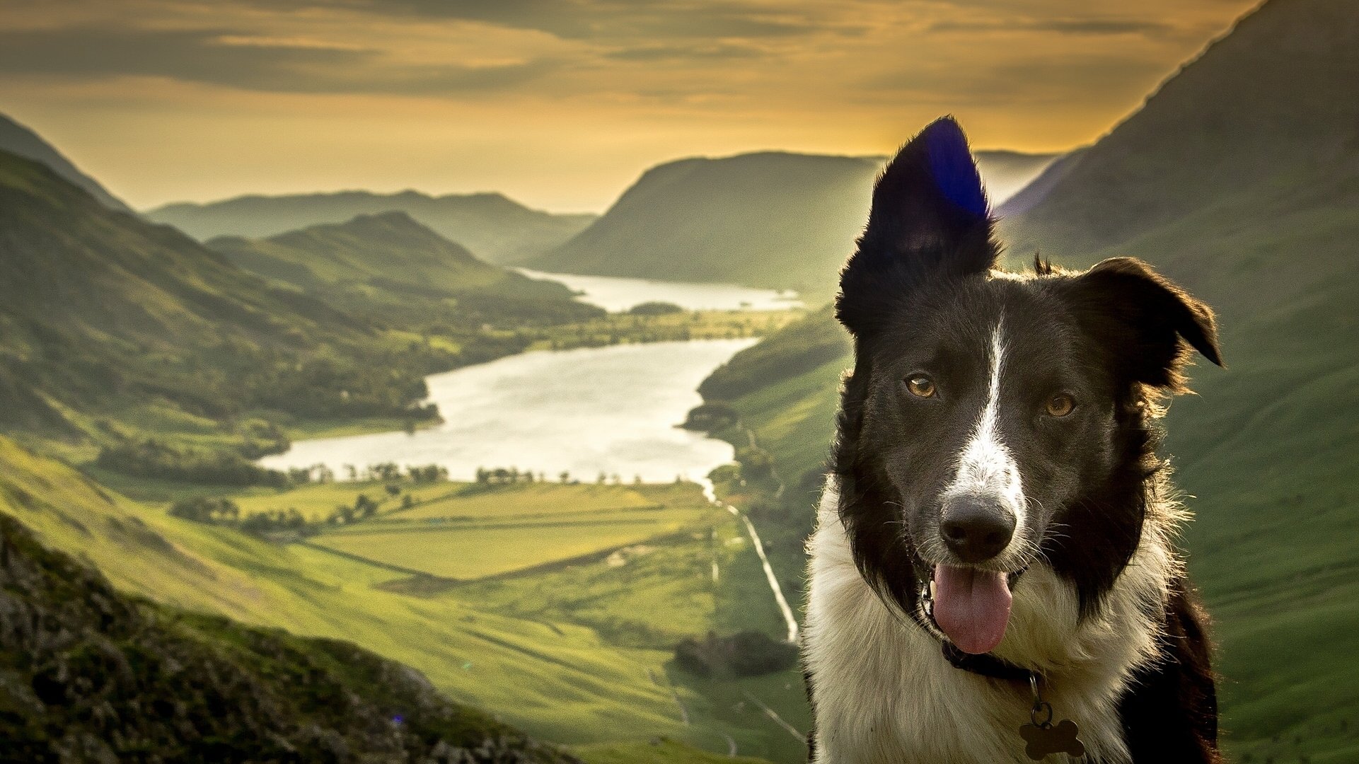 border collie cane muso natura lago montagne valle panorama