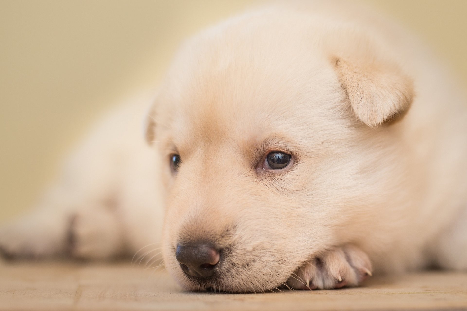 cane cucciolo bambino faccia