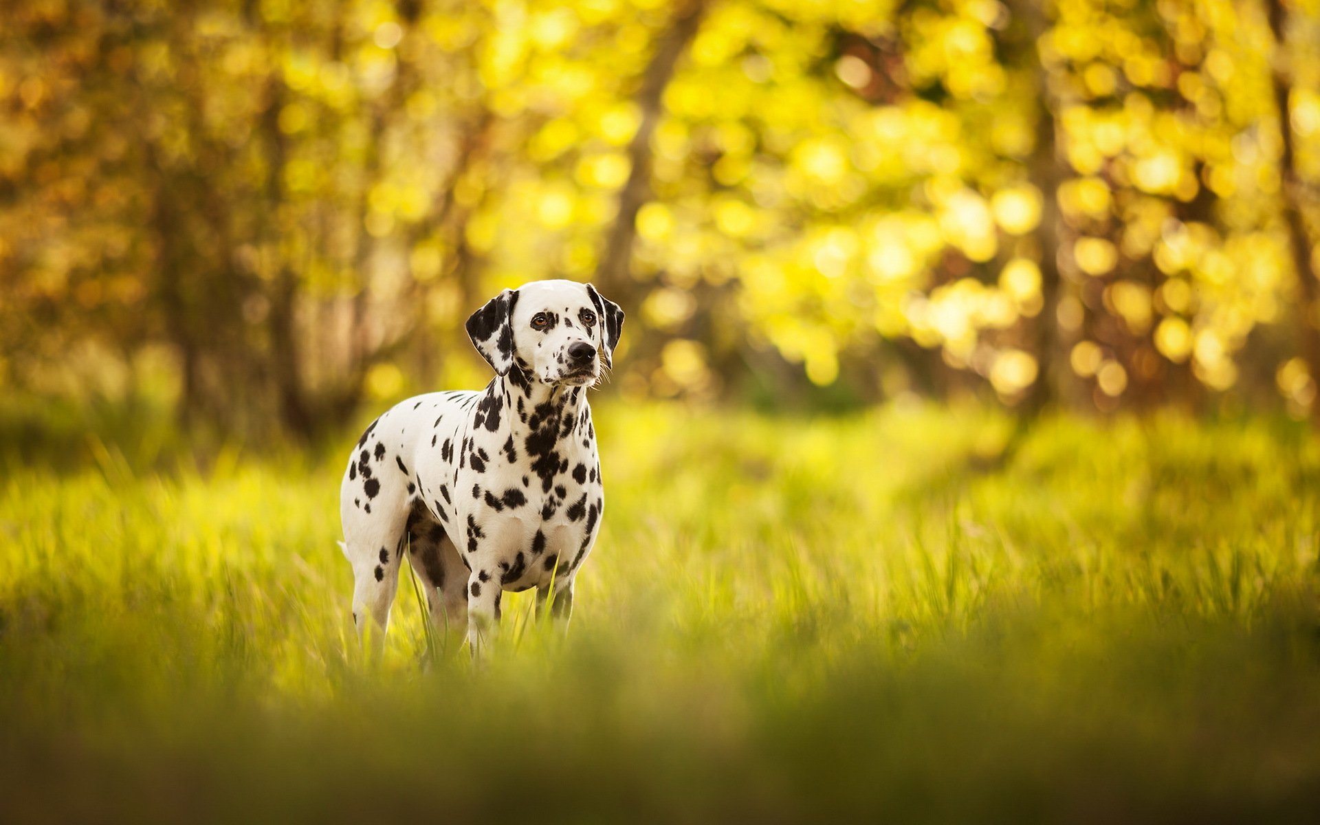 hund blick freund