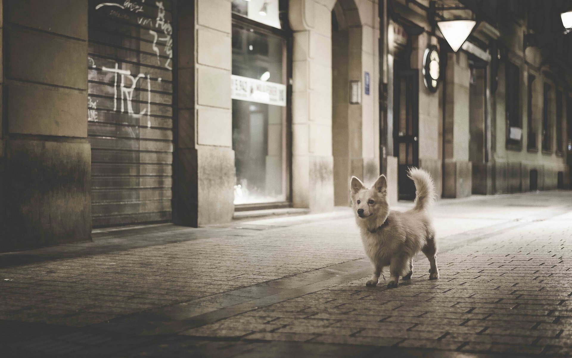 chien trottoir ville de nuit promenade dans la ville de nuit monochrome