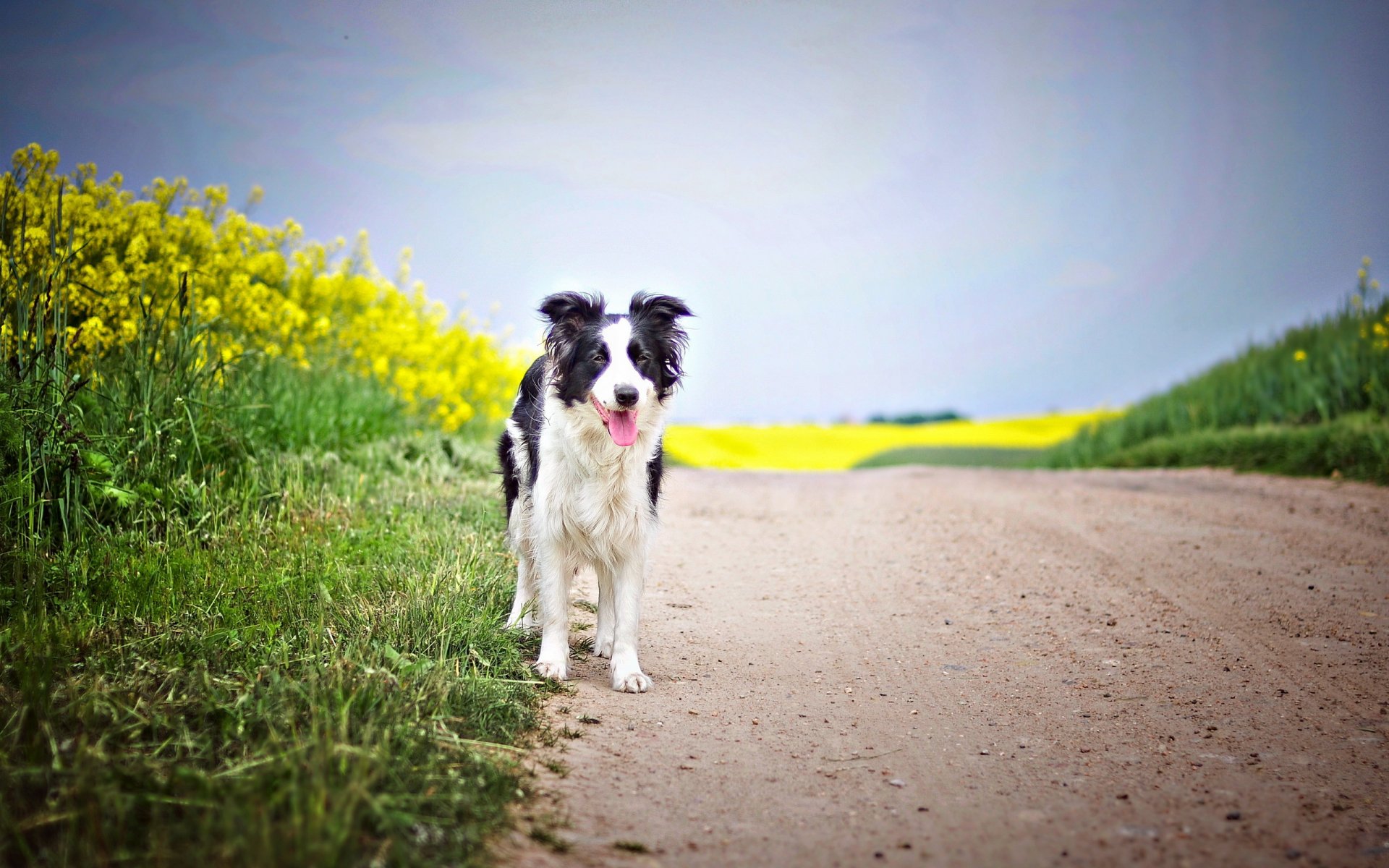 cane strada colza