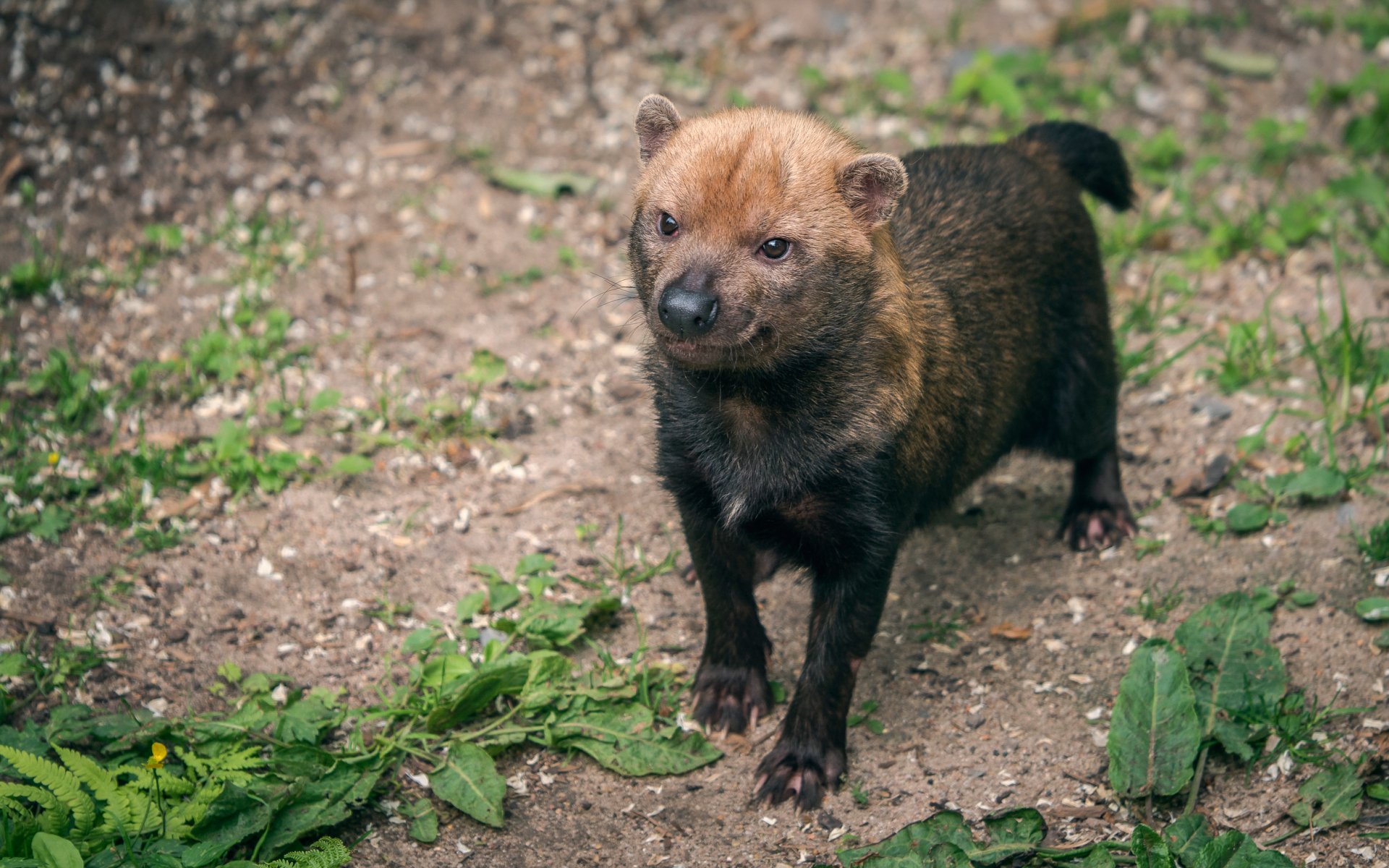 waldhund buschhund räuberisches säugetier