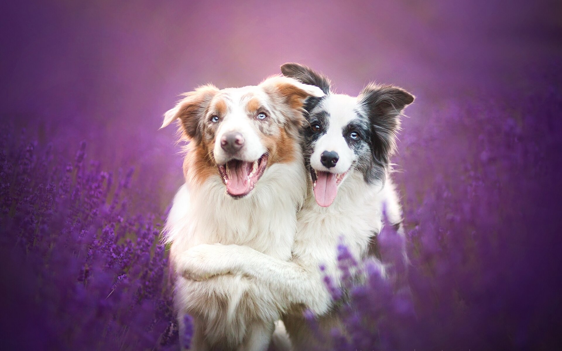 border collie perros amigos amistad lavanda flores