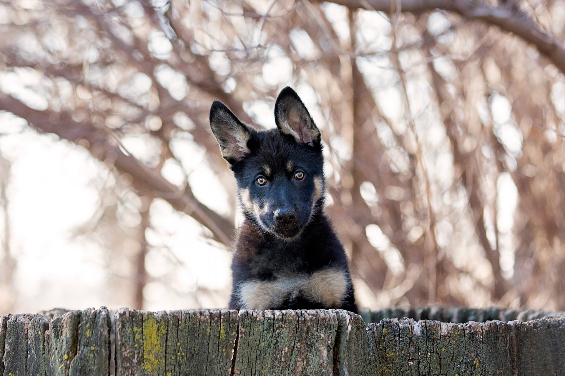 chiot clôture ami