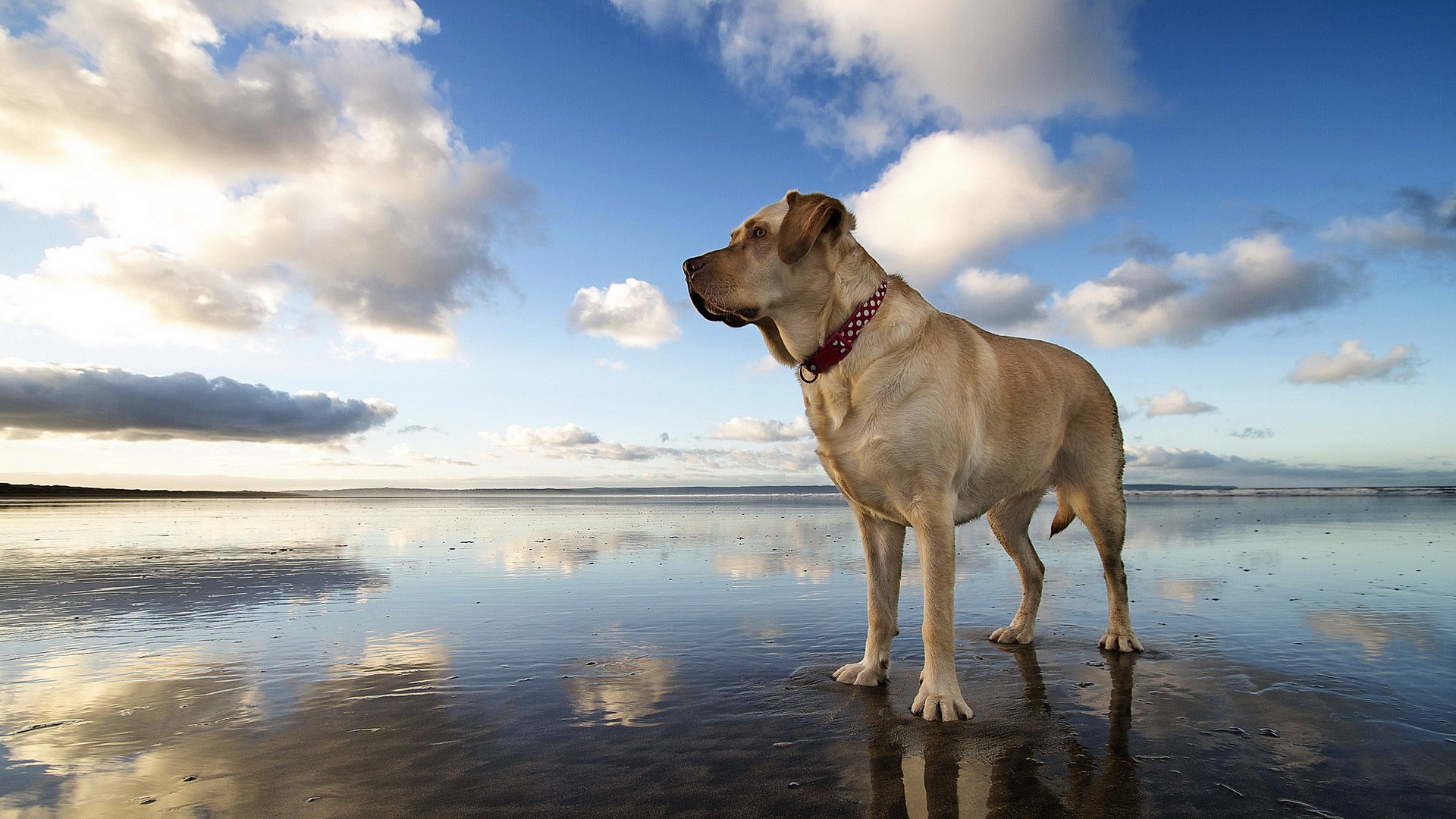 hund blick freund