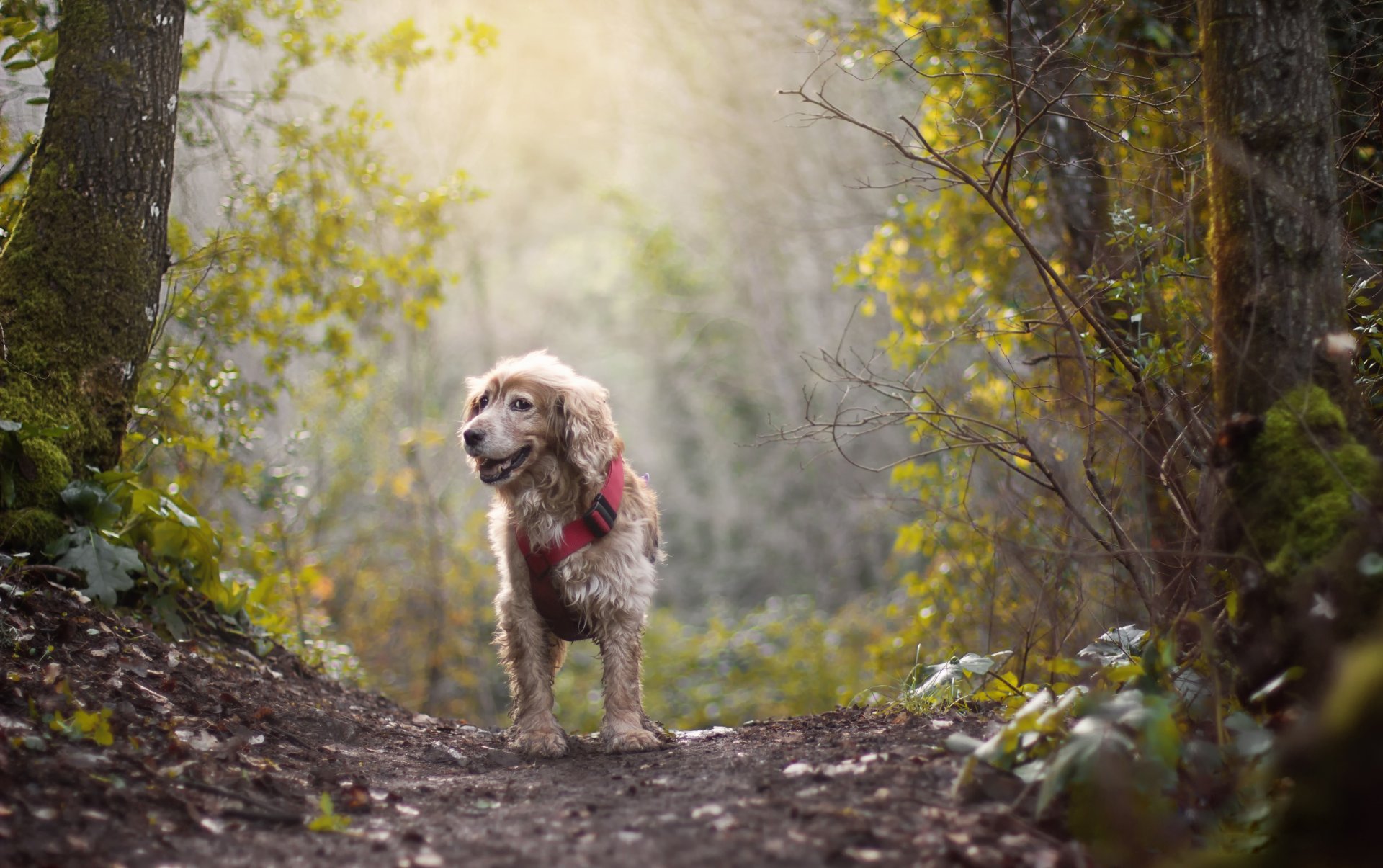 cane sentiero sole foresta