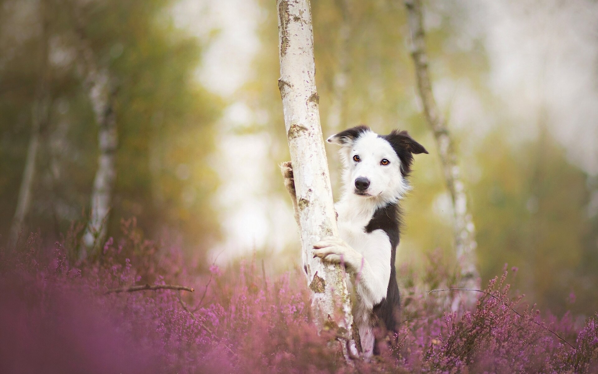 border collie chien arbre