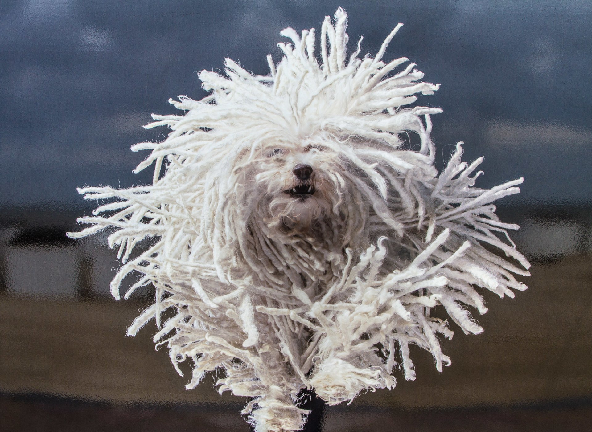 havaneser bichon hund zottig dreadlocks laufen