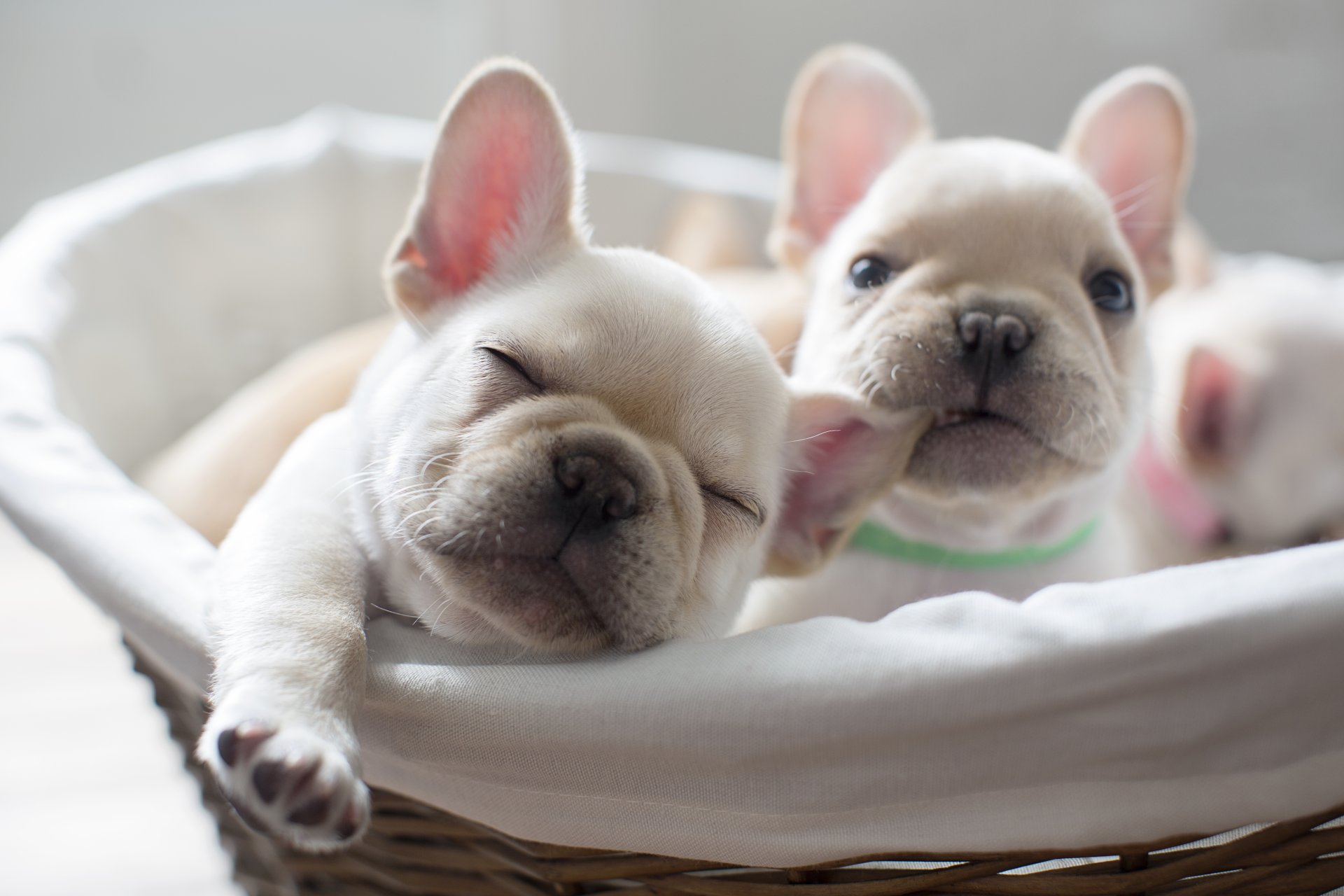 perros cachorros comodidad