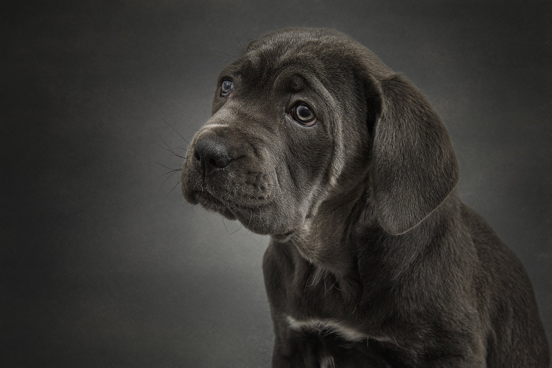 canet corso chien chiot portrait