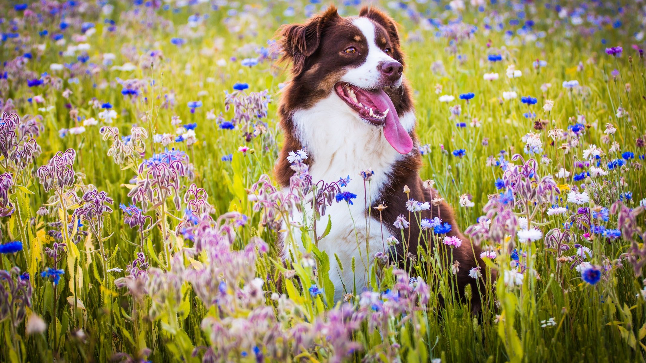 australischer schäferhund hund zunge freude stimmung wiese blumen