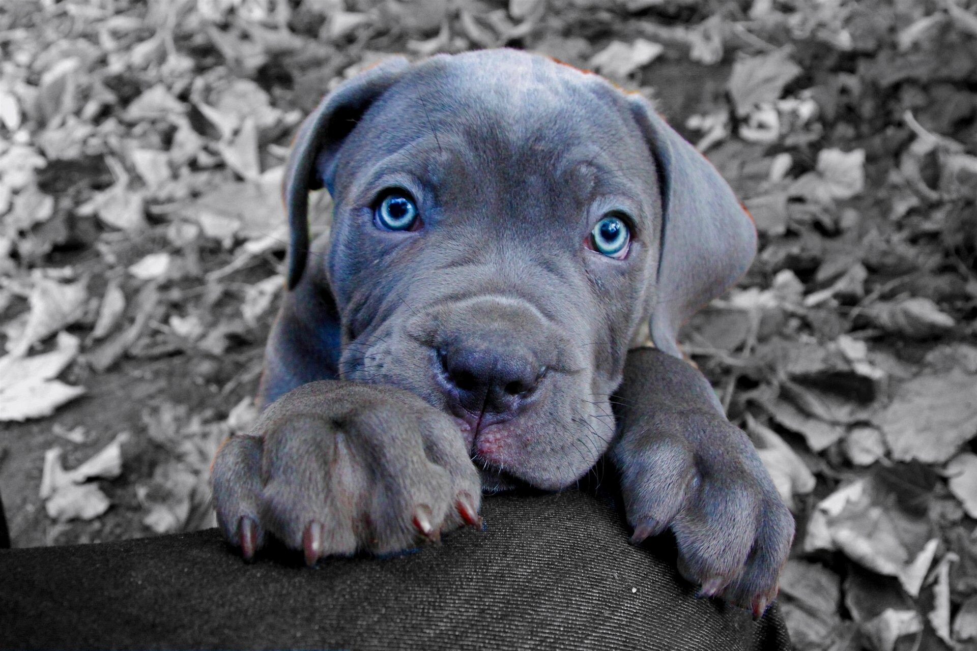 cane corso chien chiot museau pattes yeux bleus regard