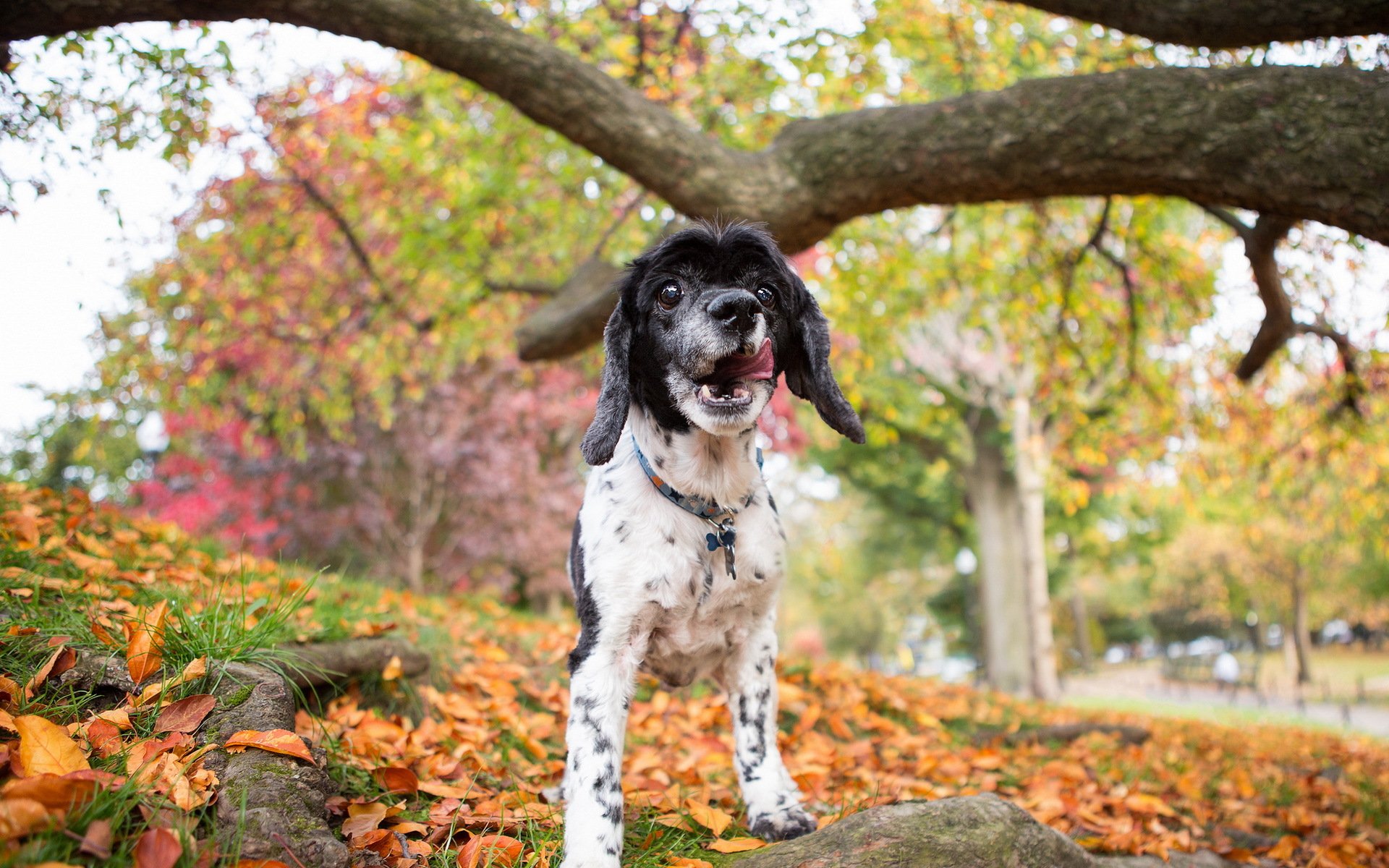 dog nature autumn