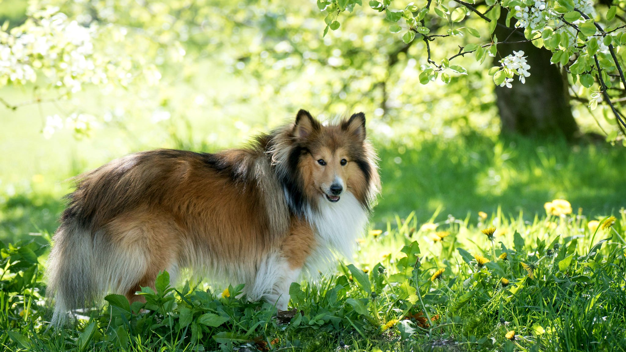 collie laine printemps verdure