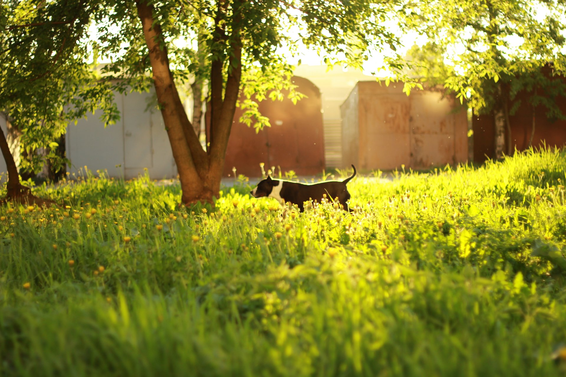 gras sonne hund sonnenuntergang blätter bäume tag