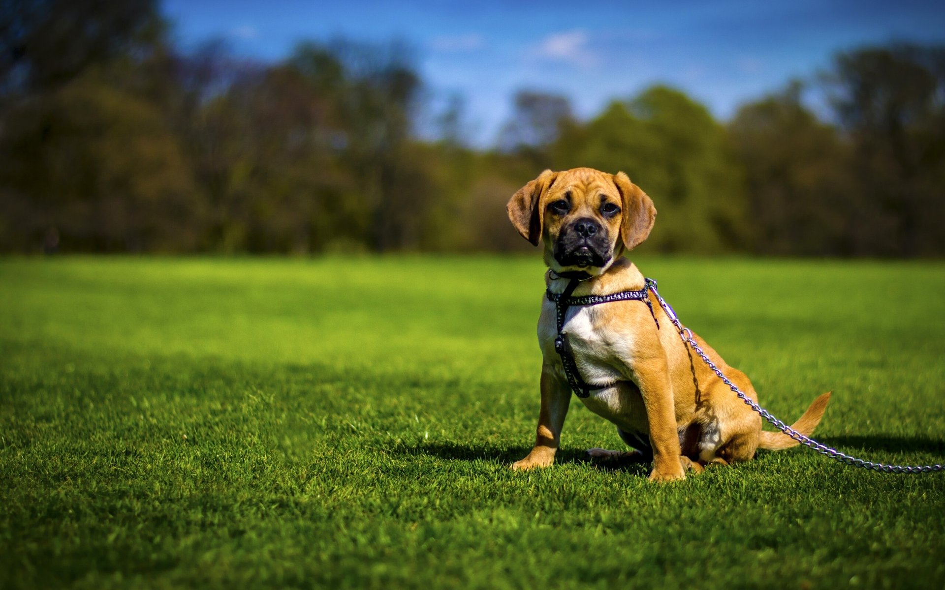 pagl chien pelouse chaîne