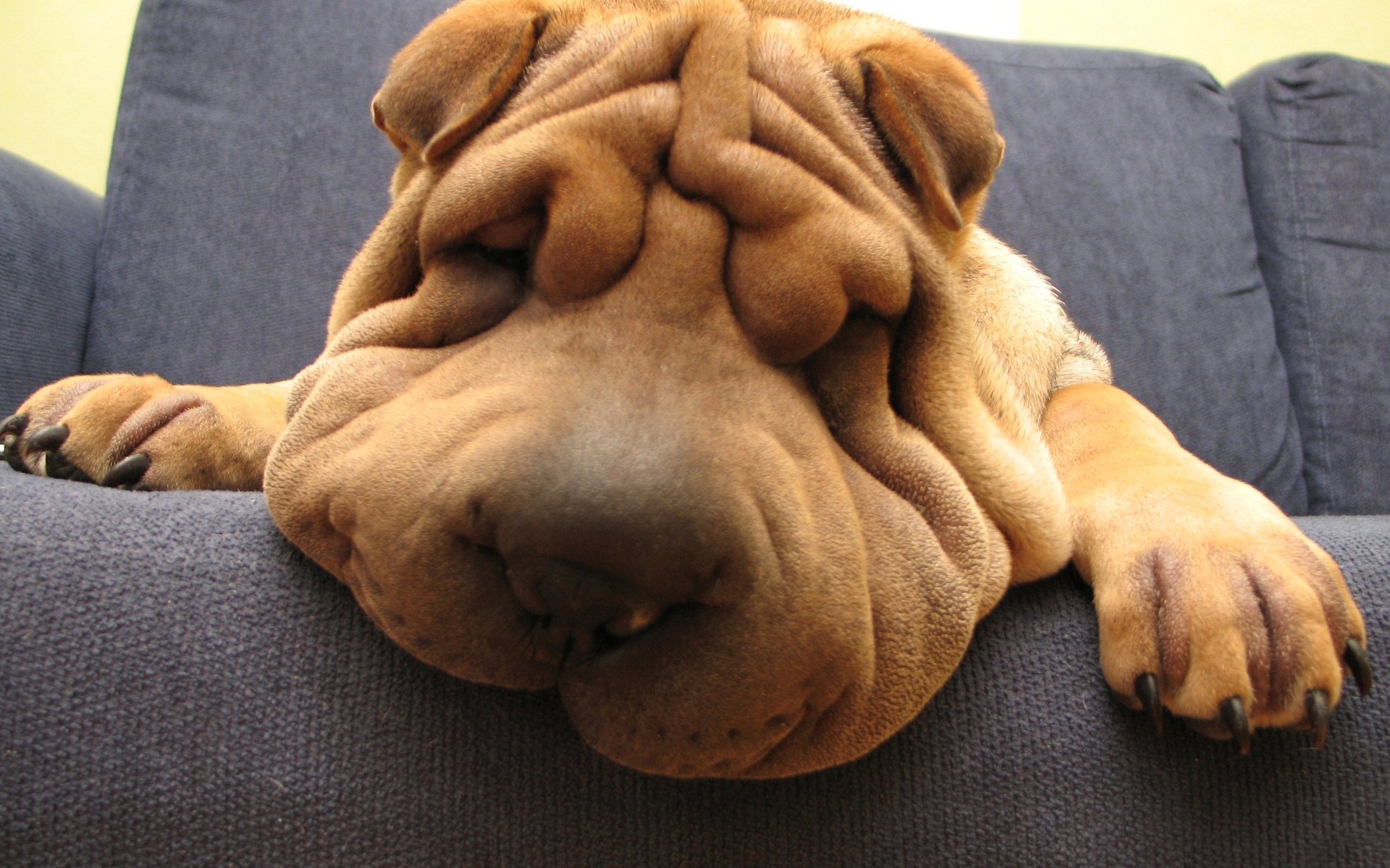 shar pei muso divano