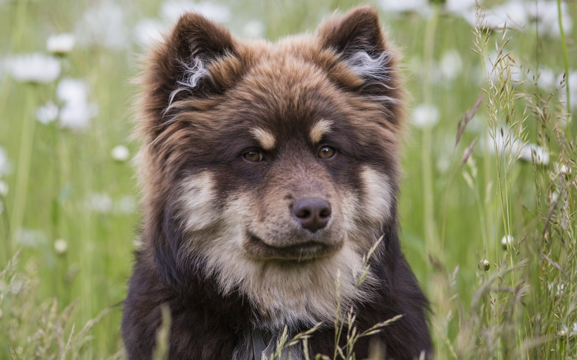 lapphund finlandais husky lopar finlandais chien museau