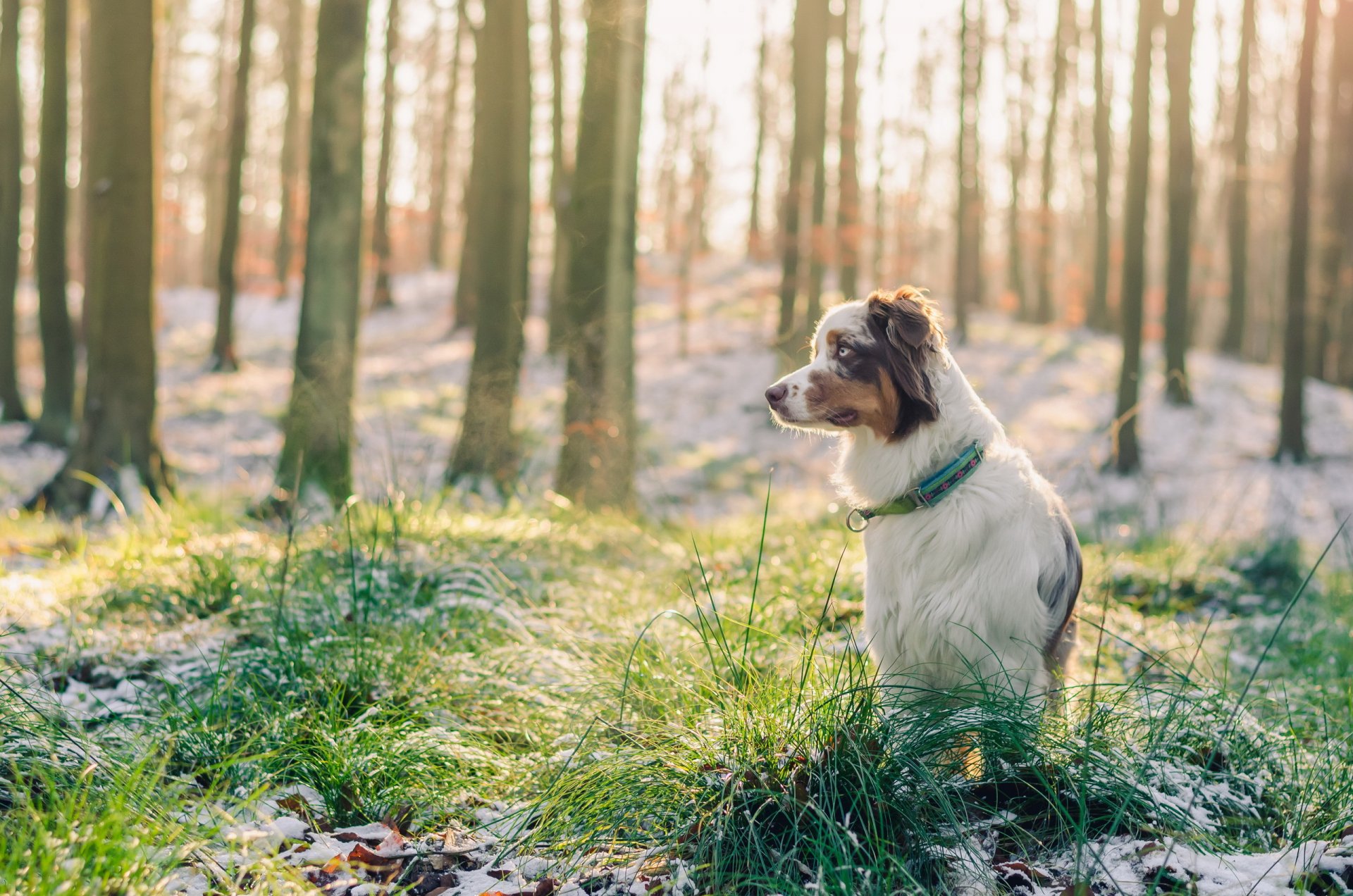 hund blick freund