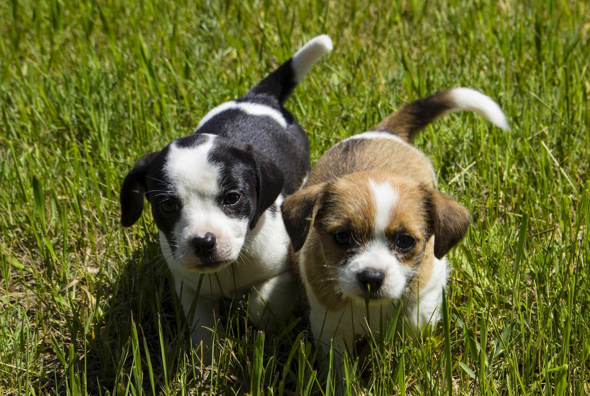 hunde welpen kinder schnauzen blick gras