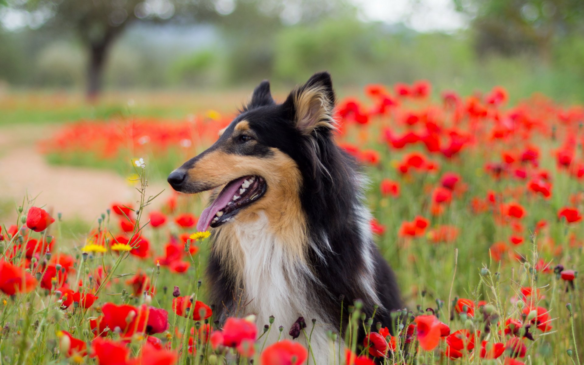 chien vue ami coquelicots