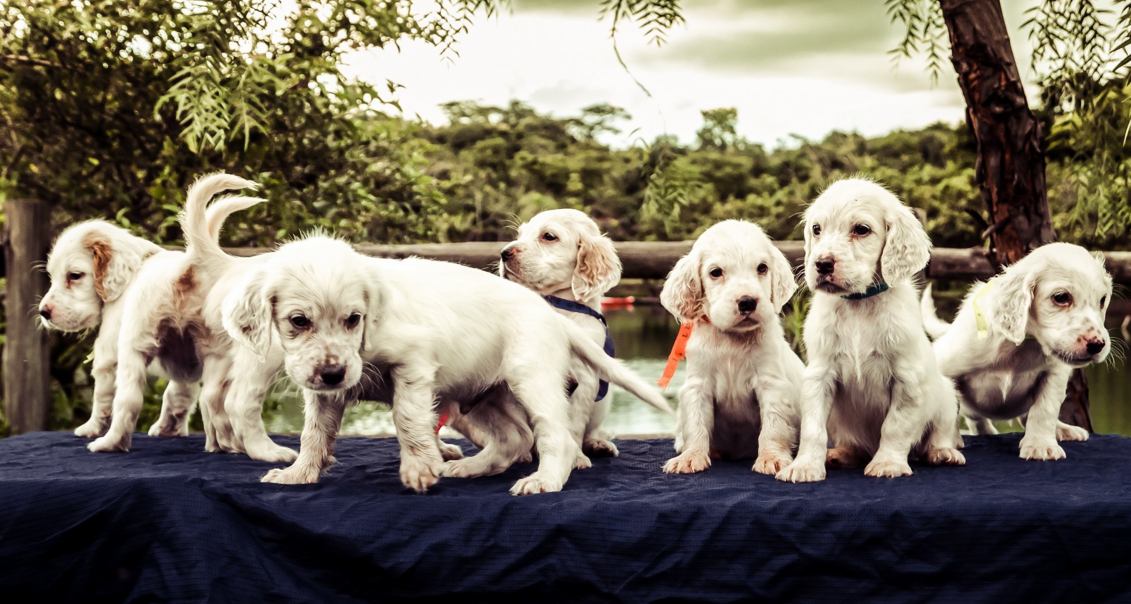 perros cachorros amigos