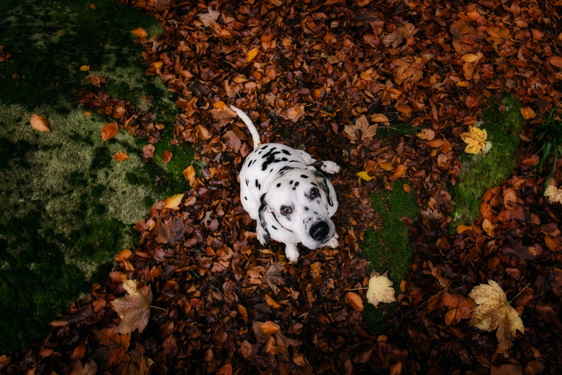 perro mirada amigo