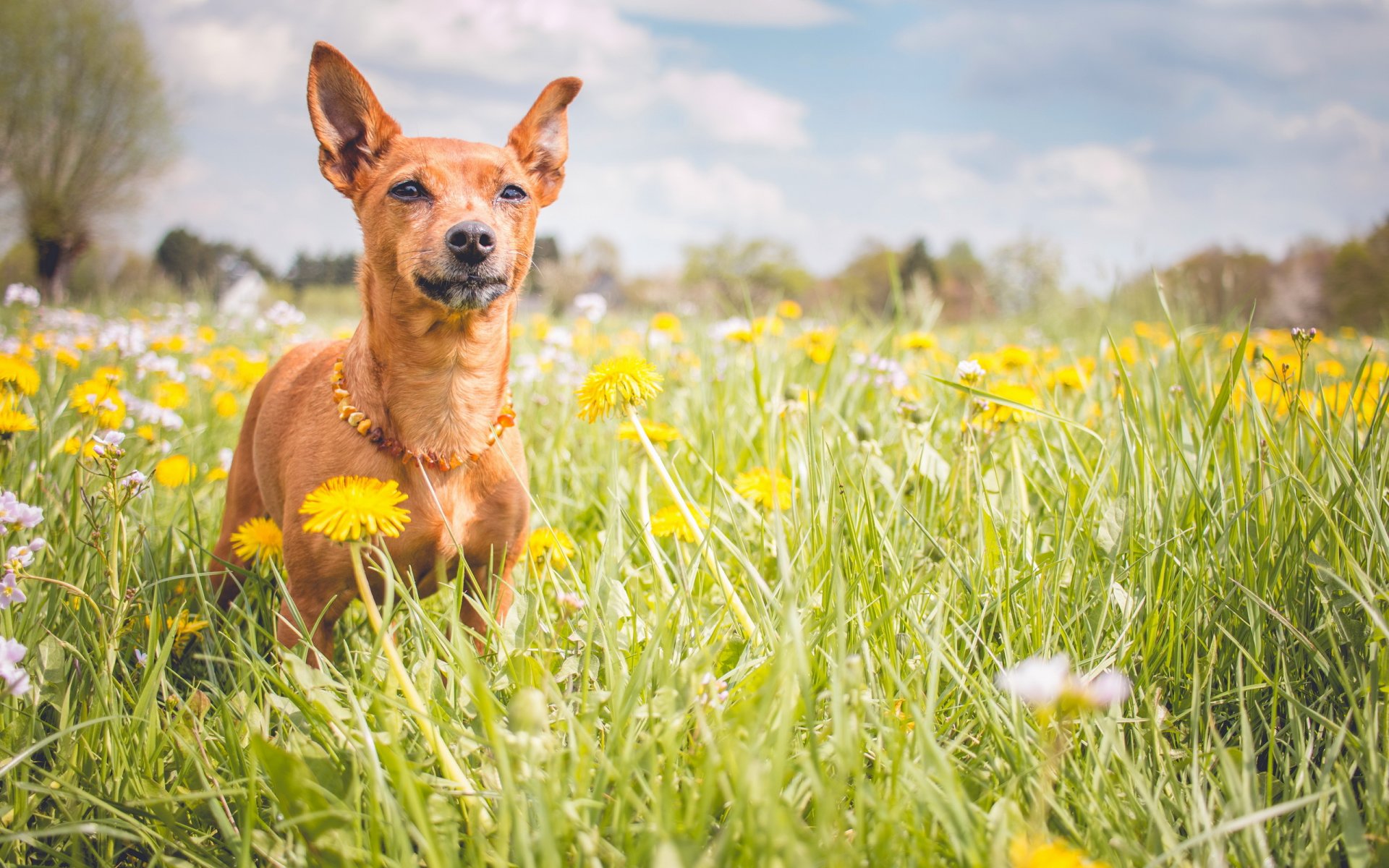 chien vue ami été