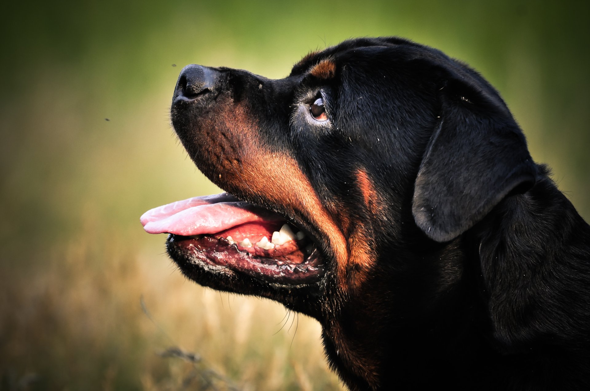 zwierzę pies rottweiler głowa natura trawa