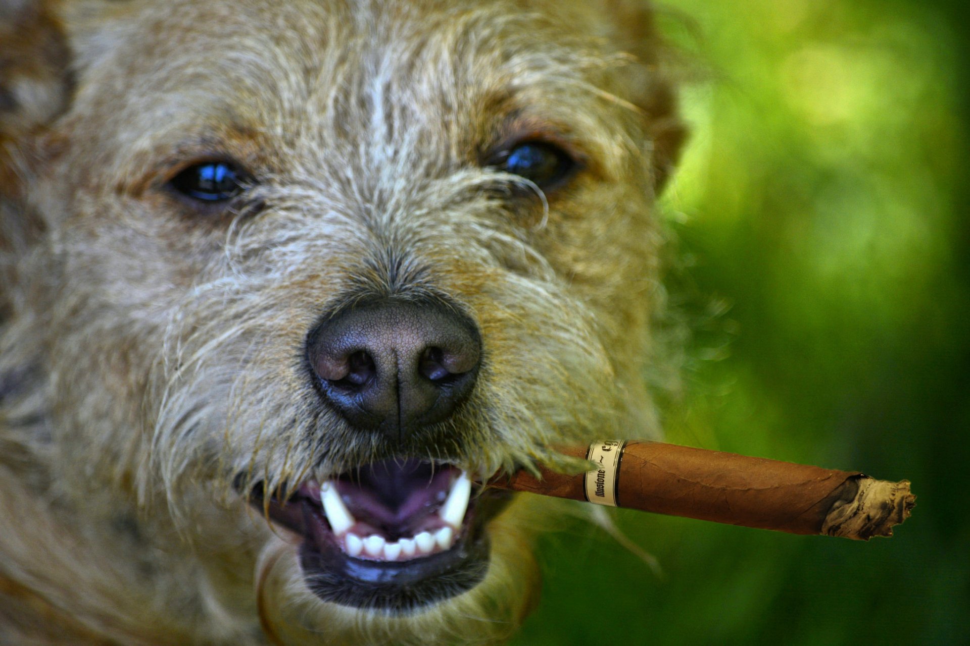 chien museau regard nez cigare