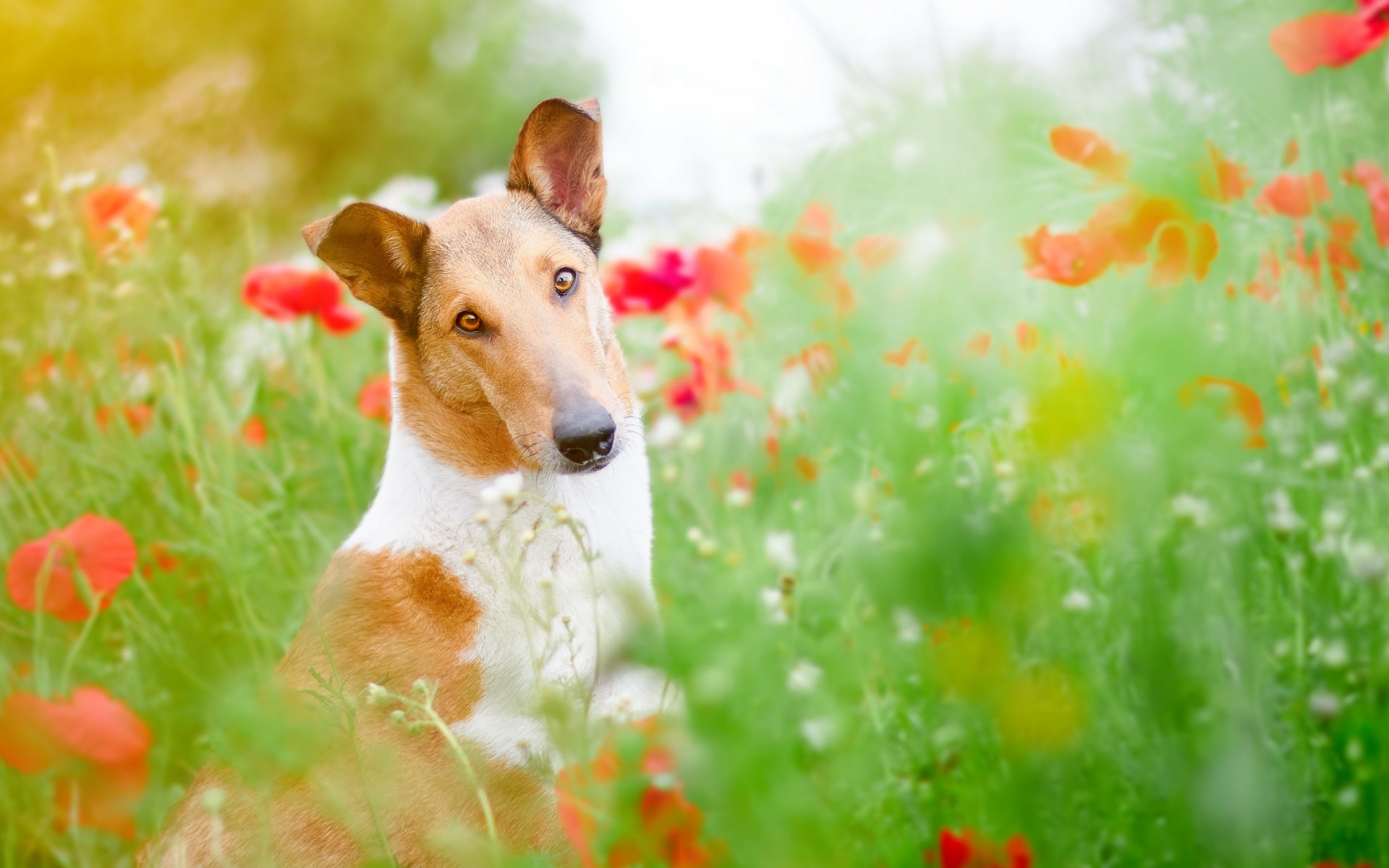 chien regard ami