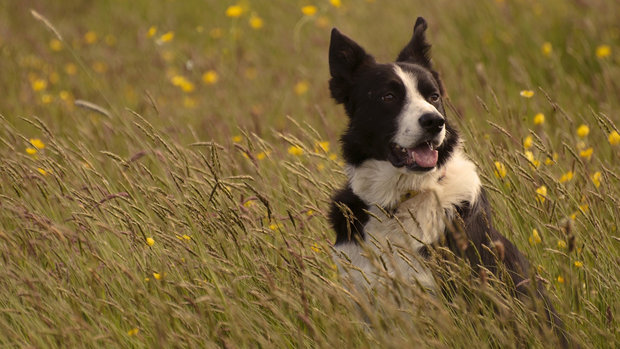 chien border collie prairie herbe