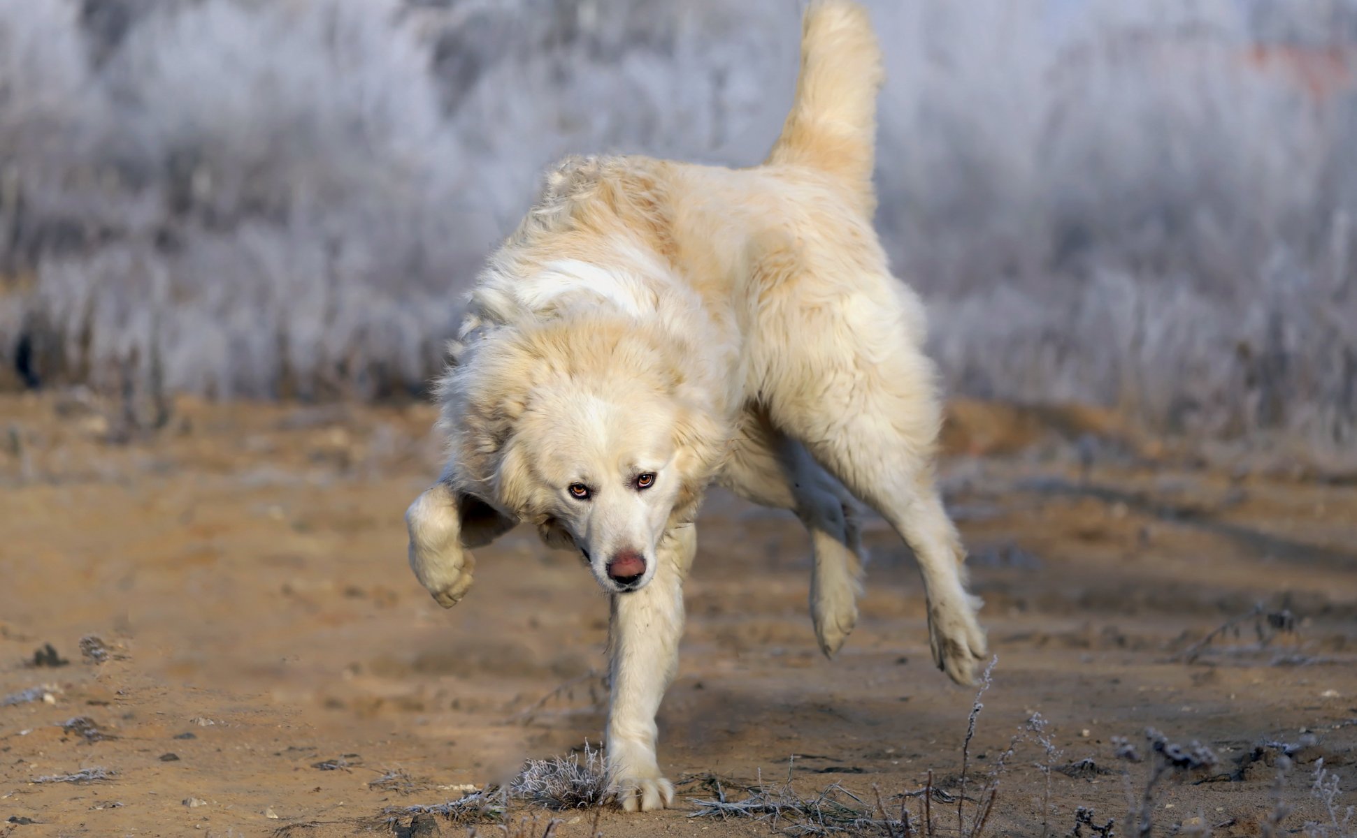 chien regard ami