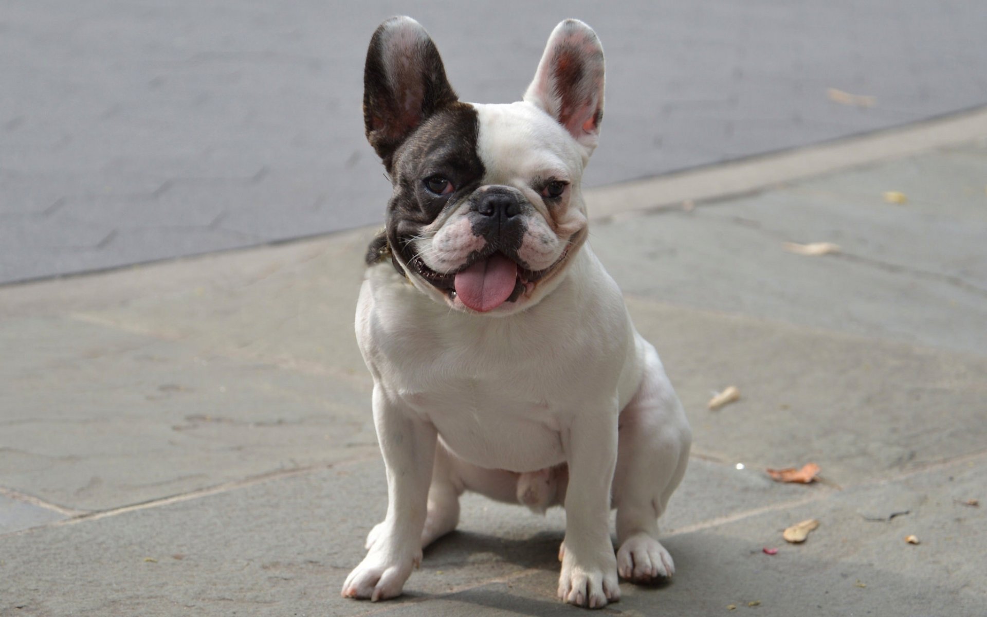 bouledogue français chien drôle langue