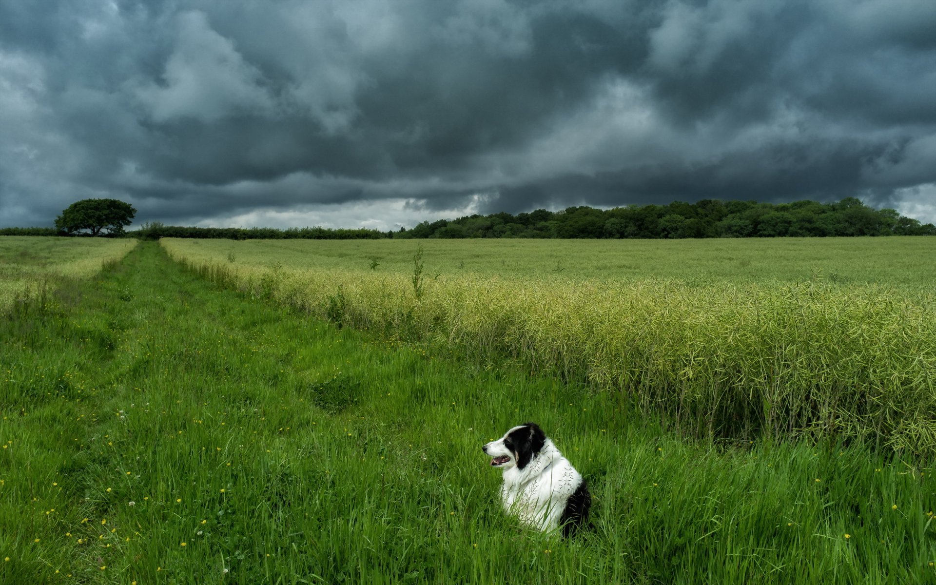 chien champ ciel