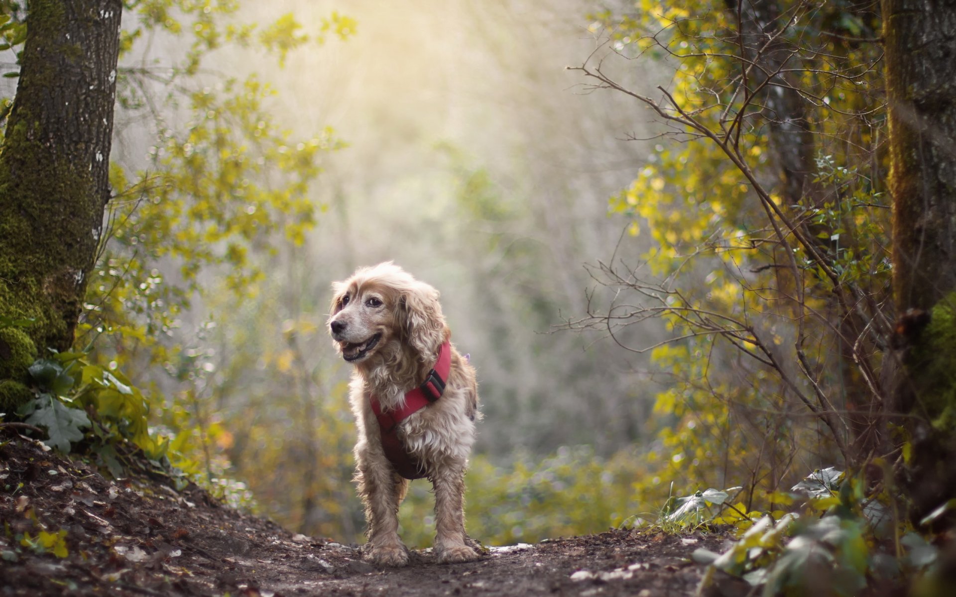 chien regard ami