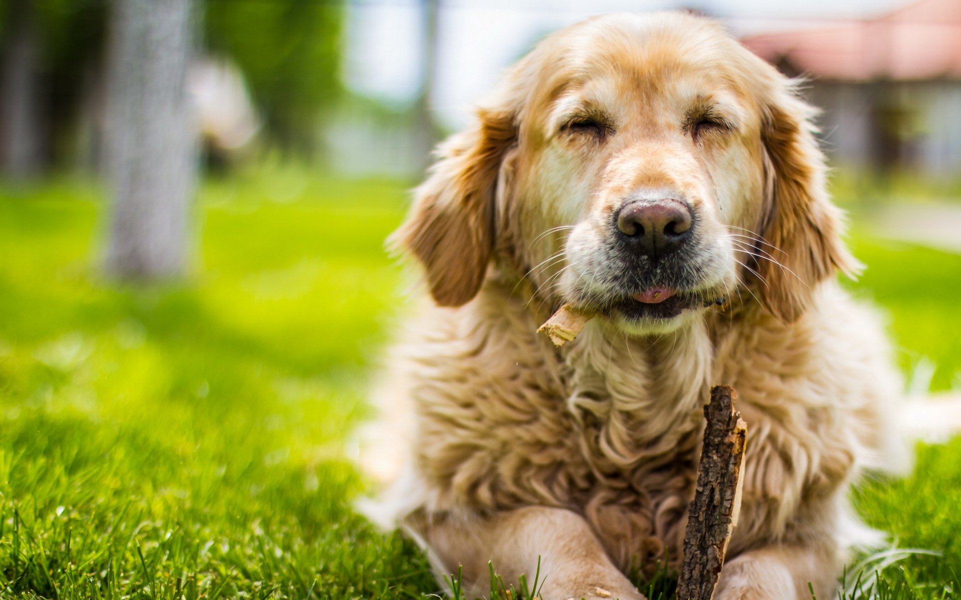 chien été fond