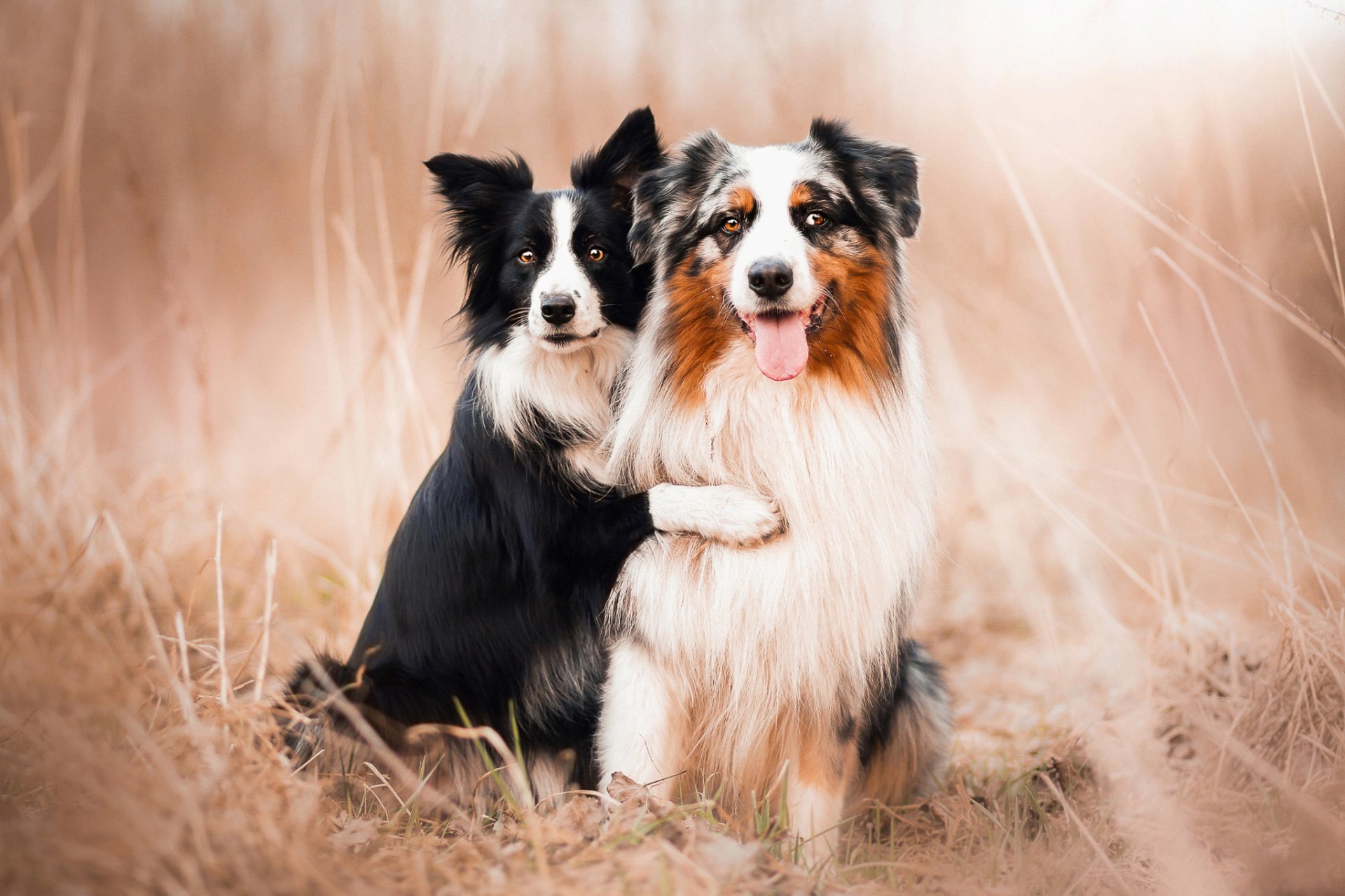 perros pastores australianos amigos