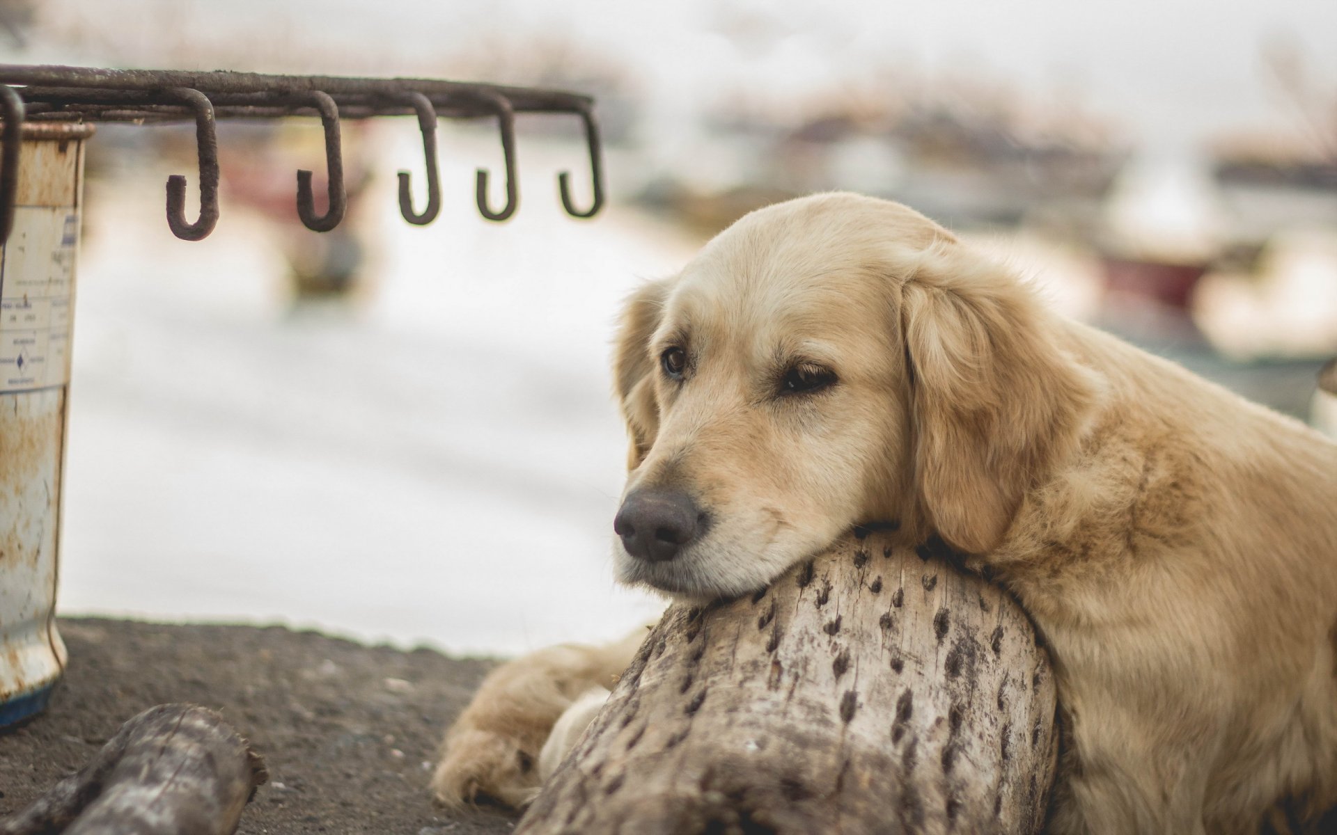 chien regard ami