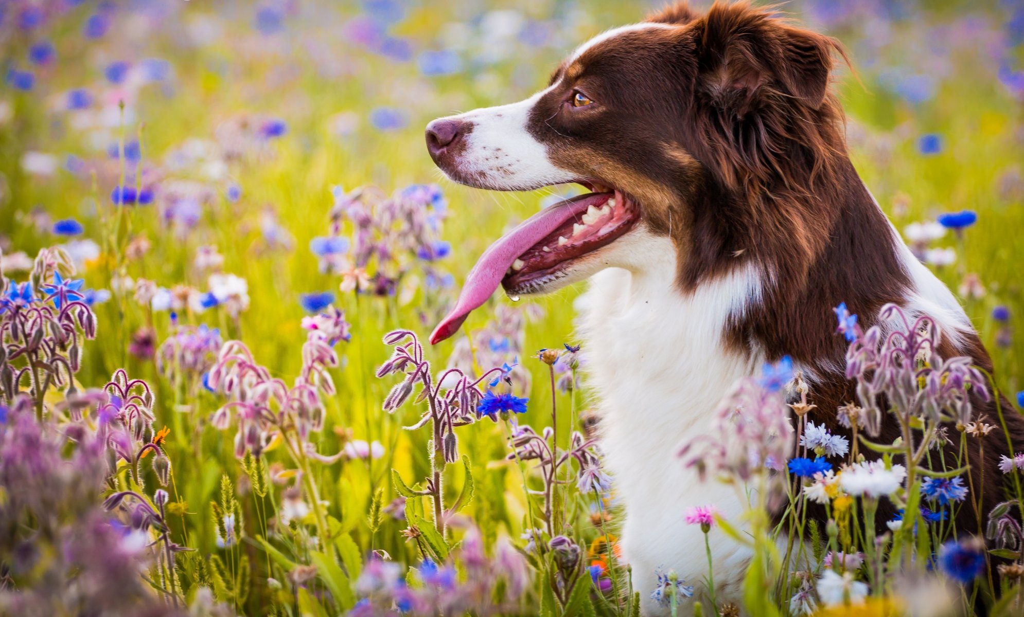 australischer schäferhund hund zunge wiese blumen