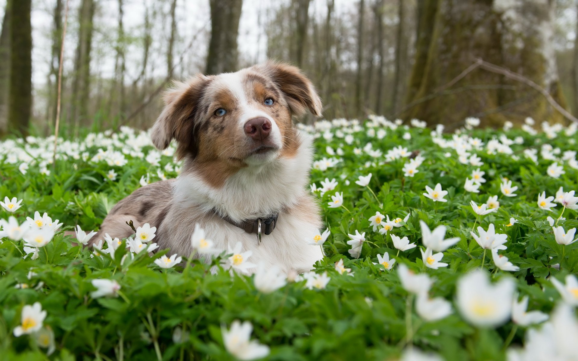 chien vue ami fleurs nature