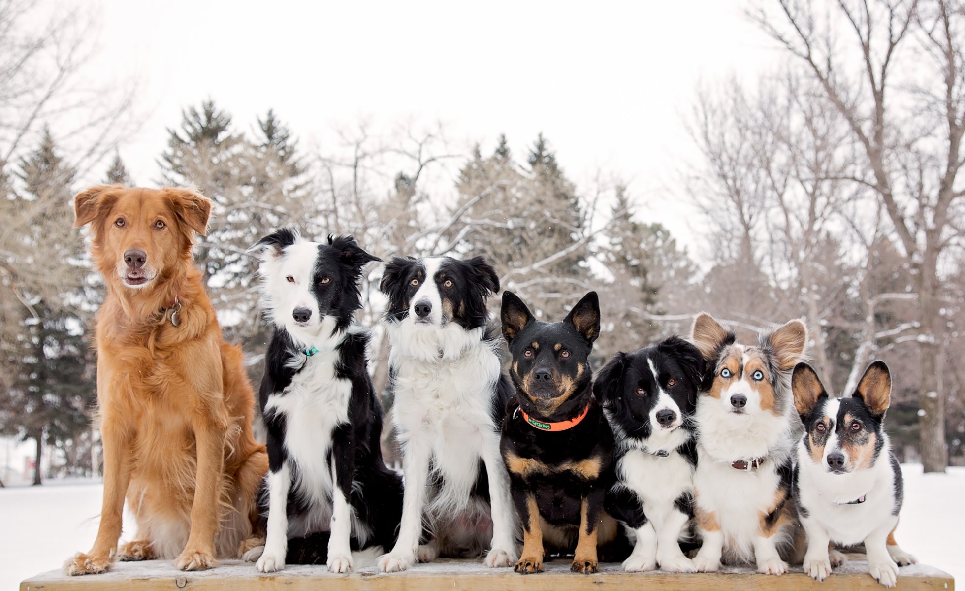 chiens rang border collie welsh corgi amis camarades