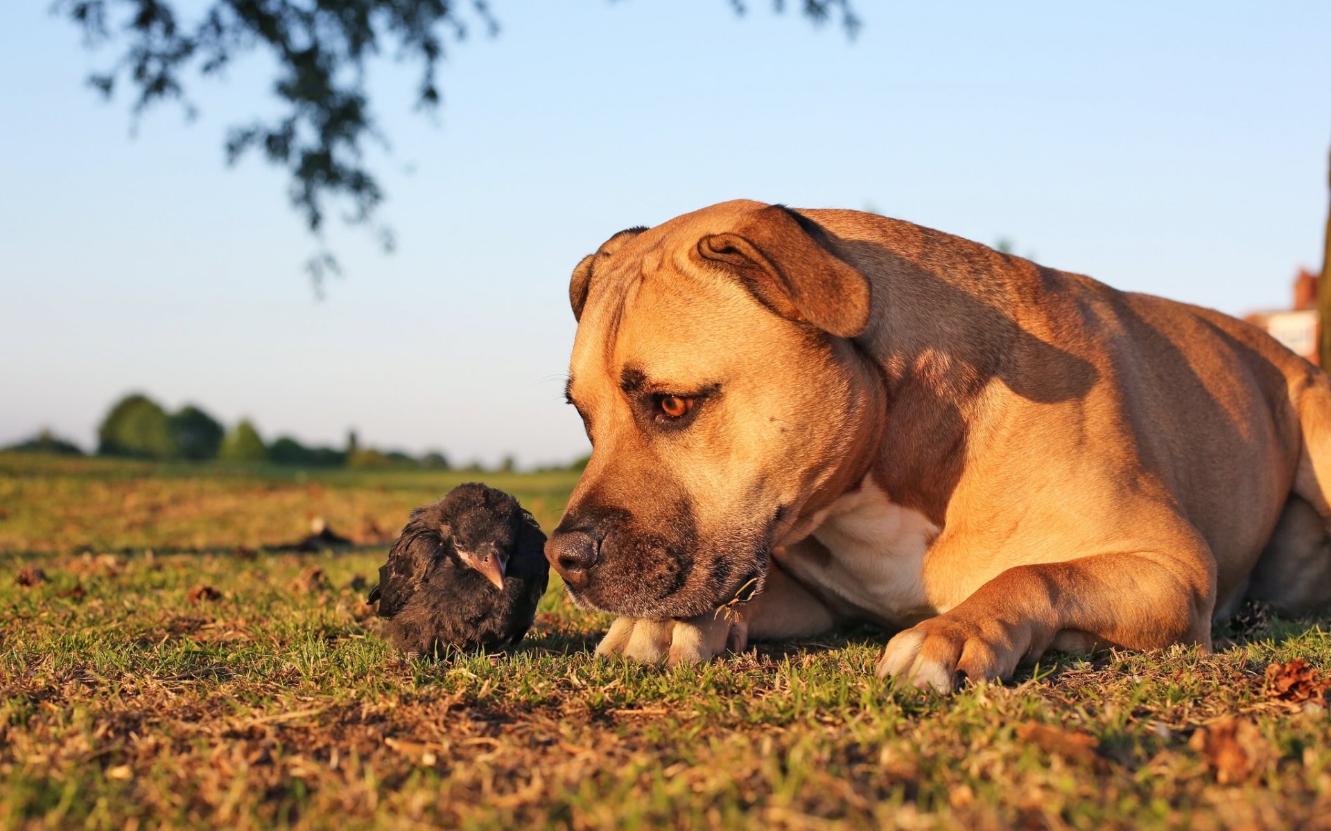 perro pájaro polluelo cuervo citas