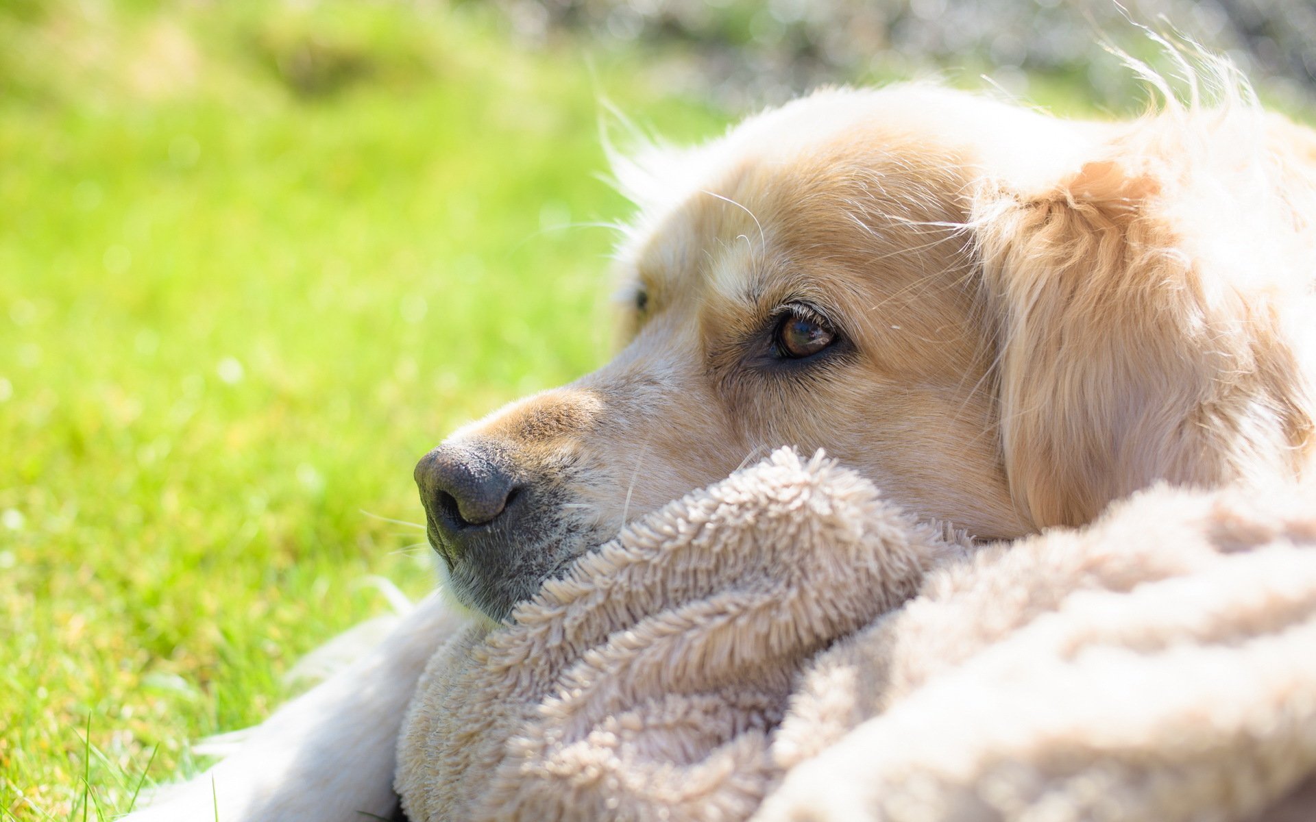 hund blick freund