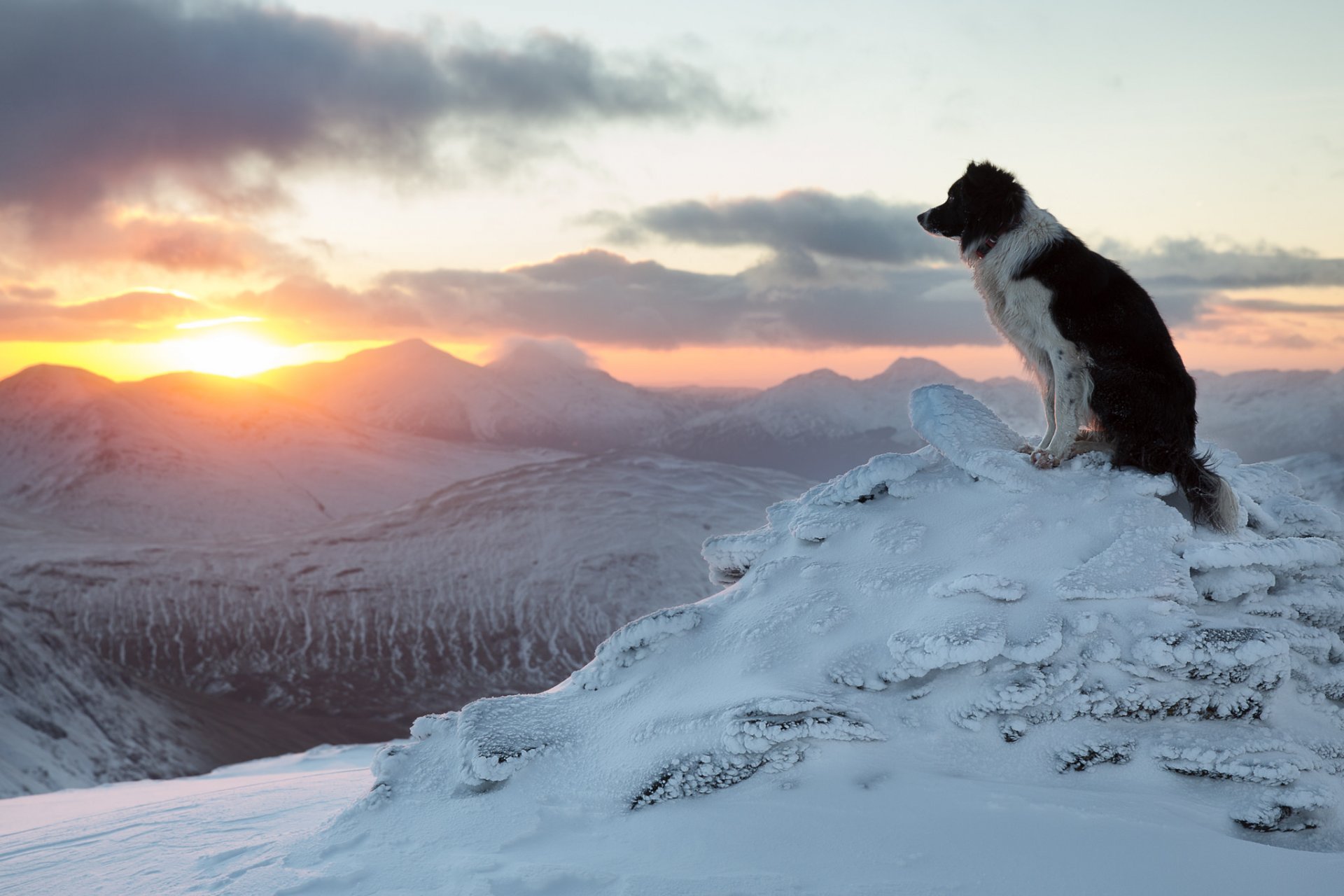 border collie perro invierno montañas puesta de sol