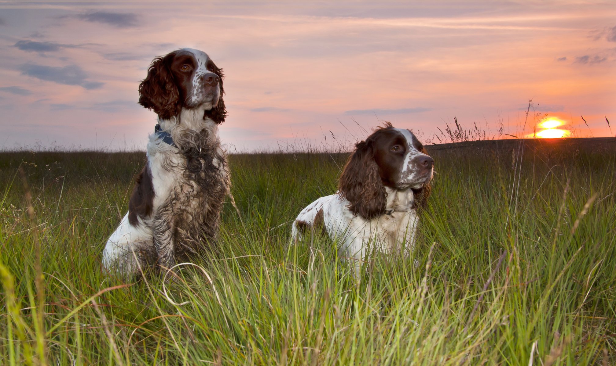 chiens amis coucher de soleil